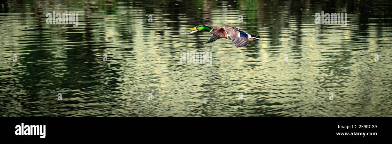 L'anatra vola sopra le increspature nell'acqua di uno stagno Foto Stock