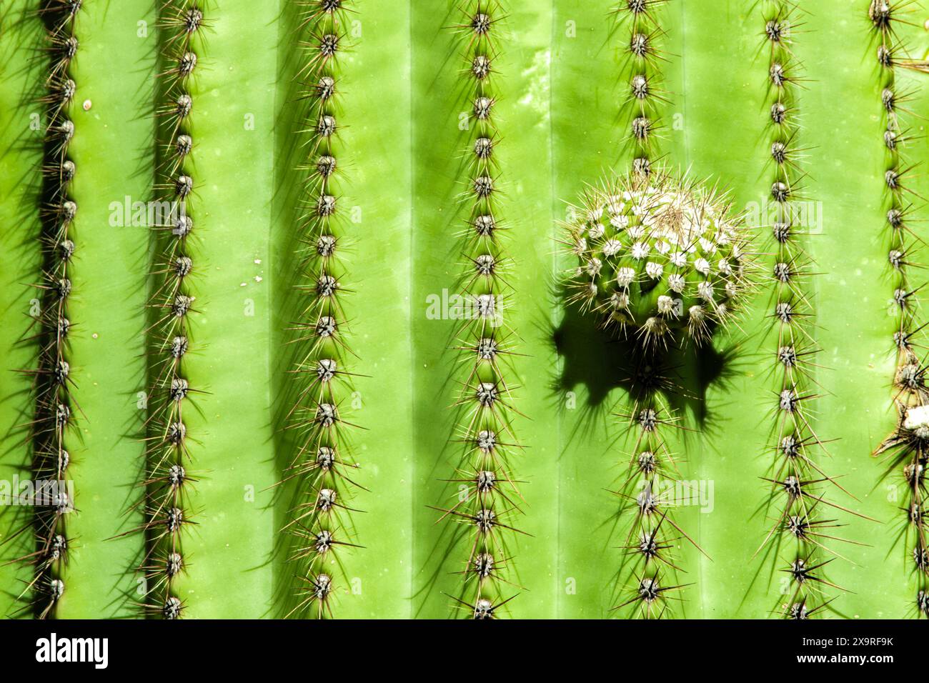 Stelo a forma di sfera su un cactus saguaro Foto Stock