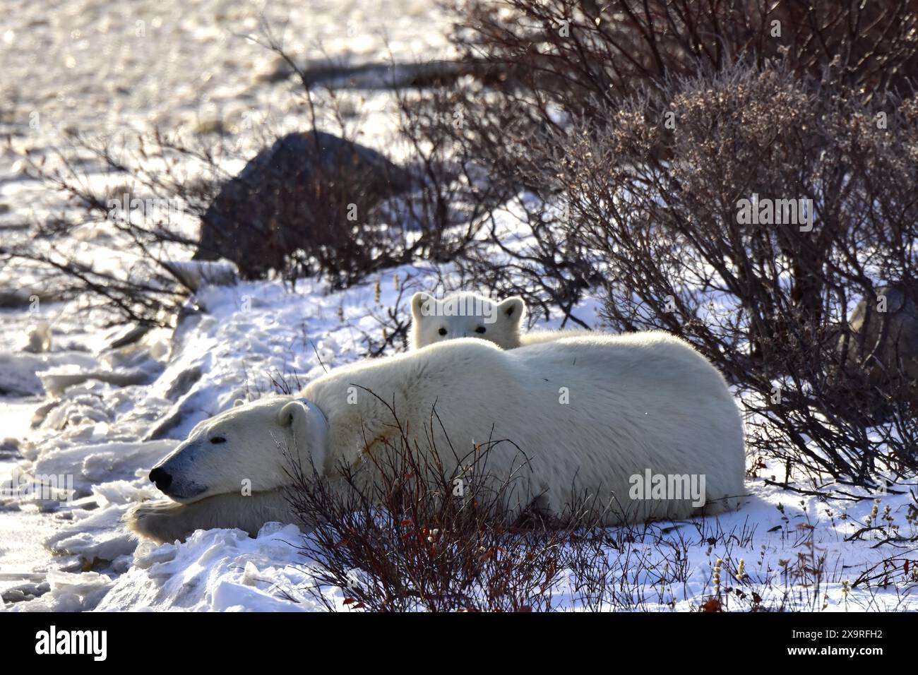 Un cucciolo di orso polare che si coccola con sua madre, vicino a Churchill, Canada. Foto Stock