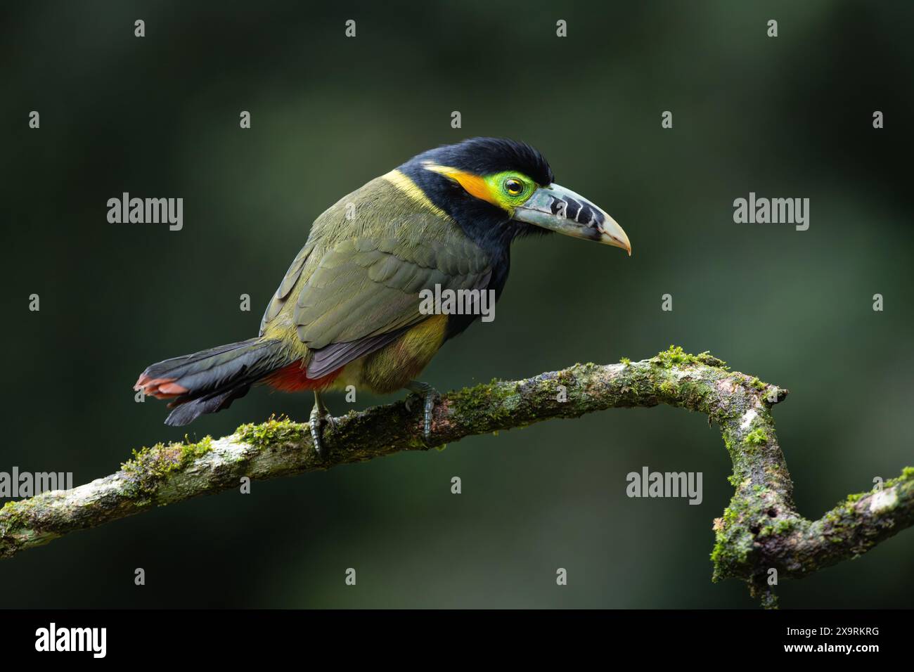 Un maschio Toucanet (Selenidera maculirostris) con fattura a punti proveniente dalla foresta pluviale atlantica del Brasile meridionale Foto Stock