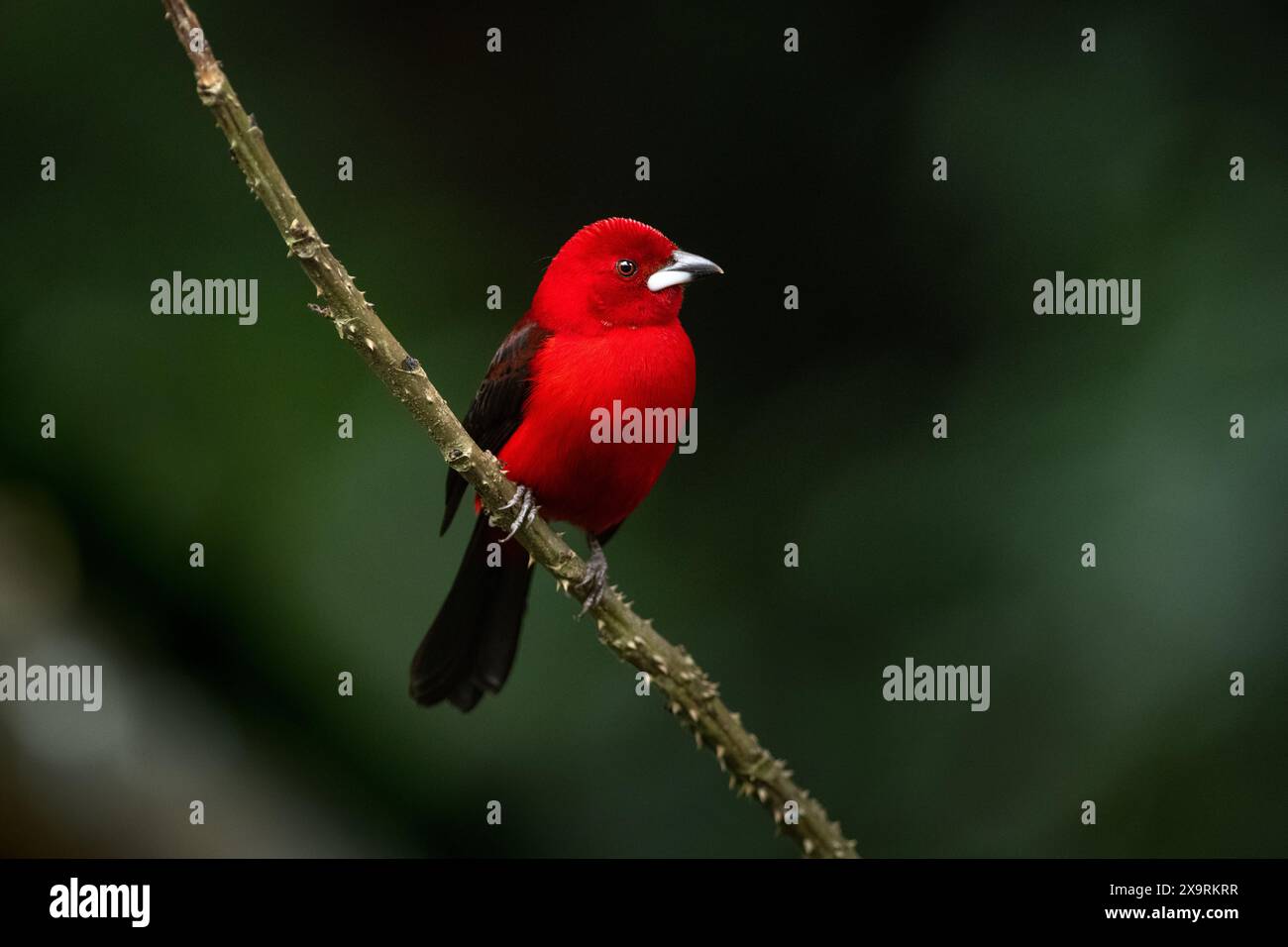 Un Tanager brasiliano maschio (Ramphocelus bresilius) proveniente dalla foresta pluviale atlantica del Brasile meridionale Foto Stock