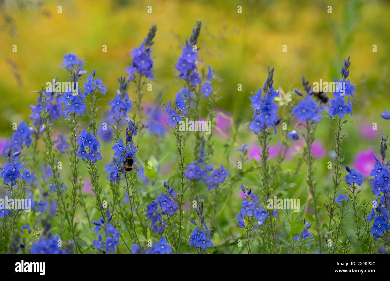 Gruppo di splendidi fiori Veronica blu, piantati in uno schema naturalistico e perenne a Celebration Garden, Radlett, Regno Unito. Foto Stock