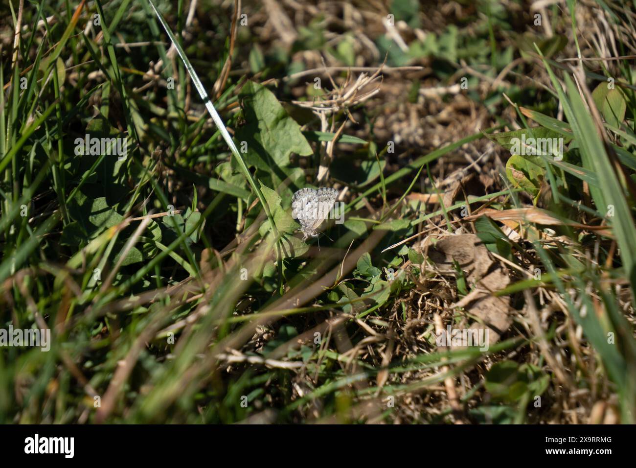 Blu meridionale (Zizina labradus oxleyi) in erba mista, trifoglio e dente di leone. Presa a East Otago, dove vivono le uniche popolazioni rimaste. Foto Stock