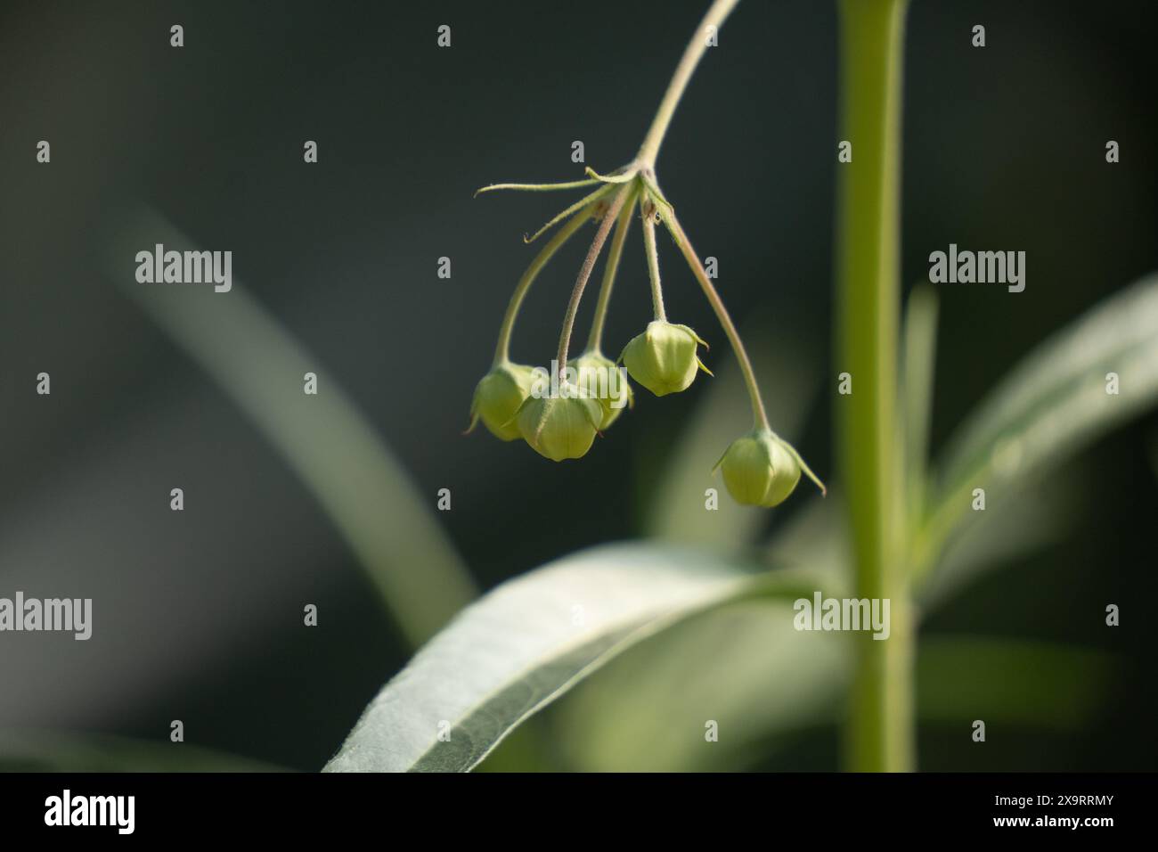 Primo piano di boccioli di fiori di alghe del latte (Gomphocarpus physocarpus) comunemente noti come piante di cigno, e coltivati in giardini per attirare farfalle monarca. Foto Stock