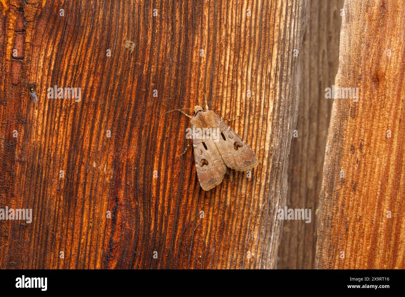 Agrotis exclamationis famiglia Noctuidae genere Agrotis cuore e falena freccette natura selvaggia fotografia di insetti, foto, sfondo Foto Stock