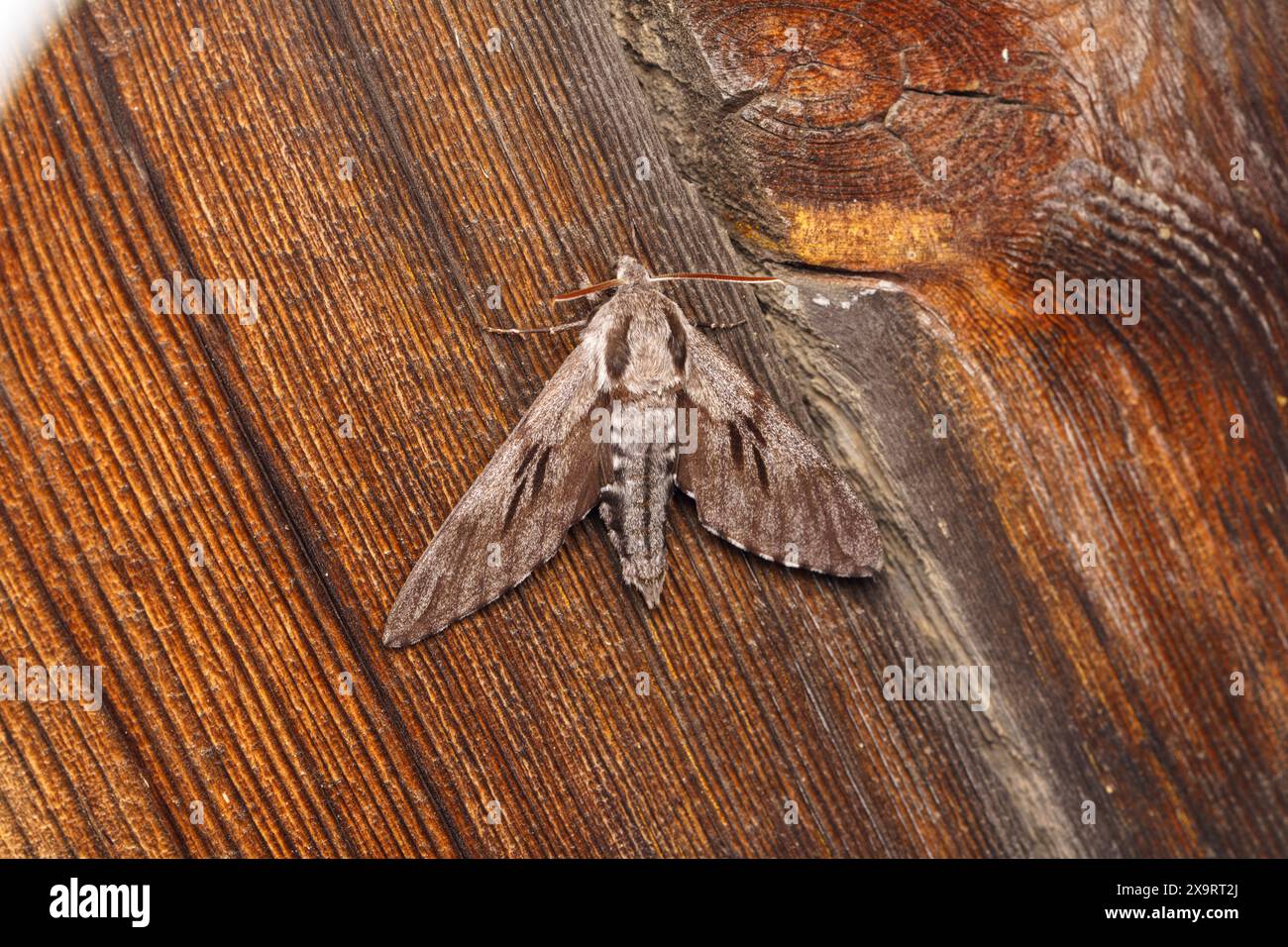 Sphinx pinastri famiglia Sphingidae genere Sphinx Pine falco-falena natura selvaggia fotografia di insetti, foto, sfondo Foto Stock