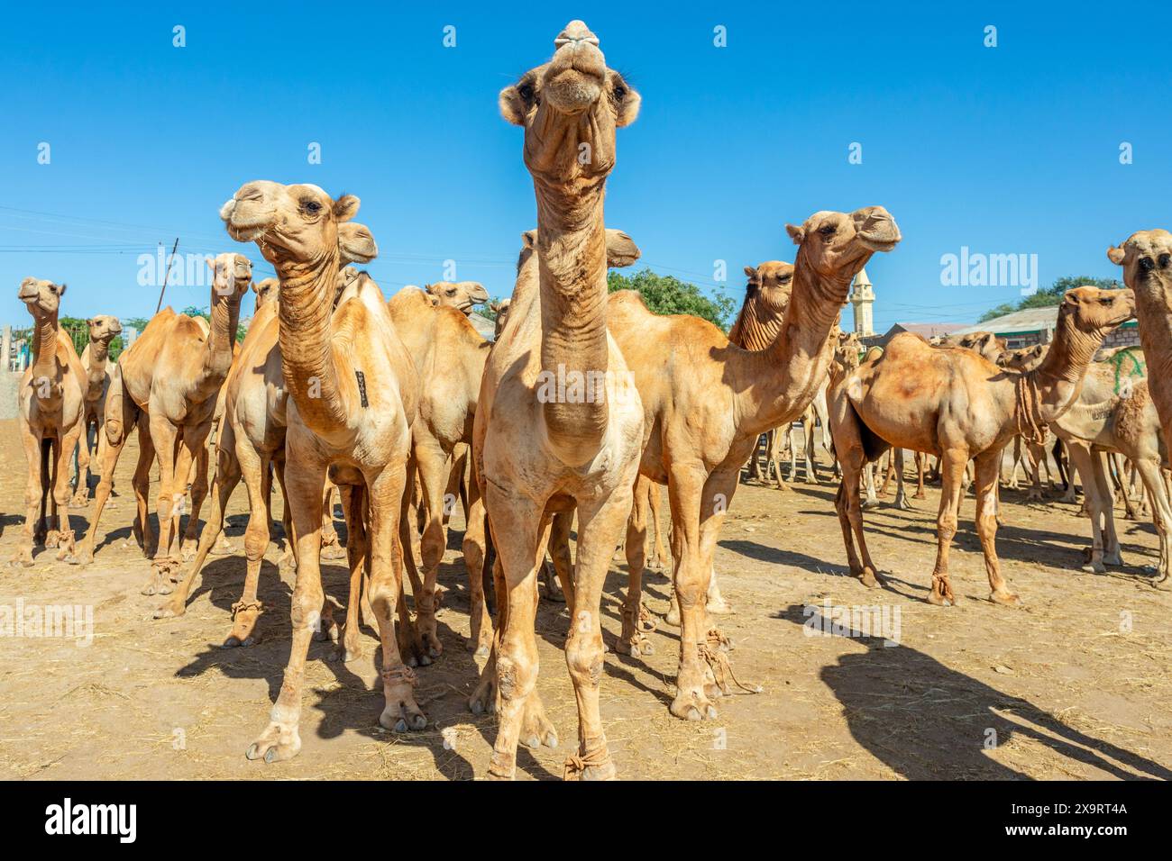 Molti cammelli in vendita al mercato del bestiame di Hargeisa, Somaliland Foto Stock