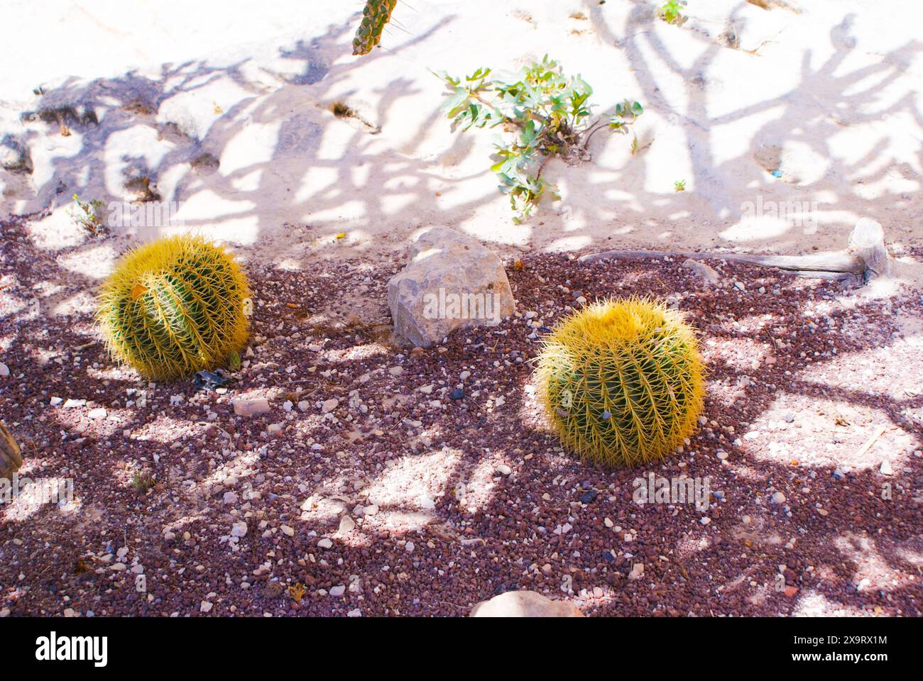 Due cactus che crescono all'ombra in estate in un paese caldo (Spagna) Foto Stock