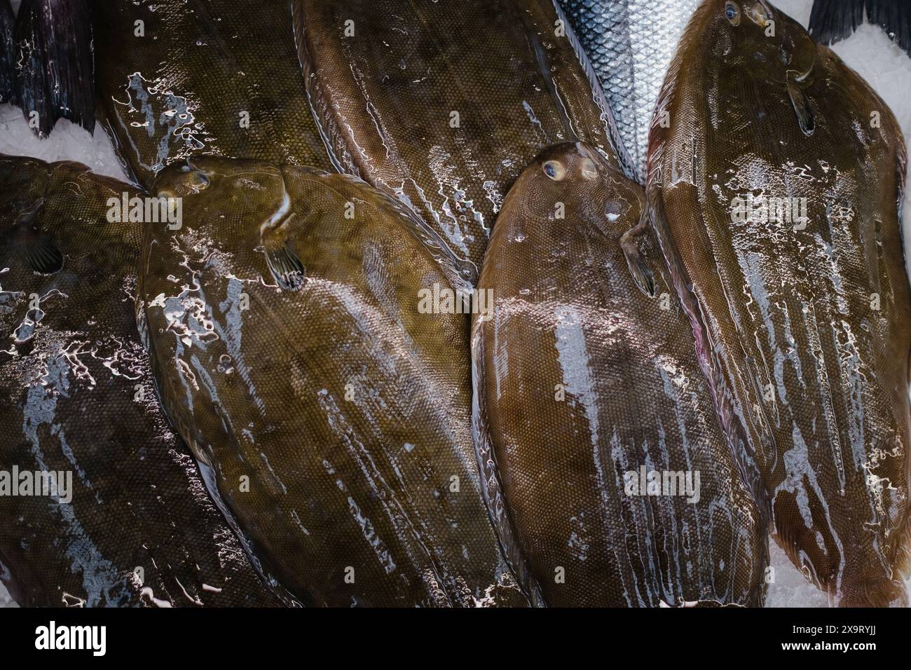 Pesce Atlantico sistemato in modo ordinato sul bancone di un negozio, mostrando la loro freschezza e fascino per i clienti. Foto Stock
