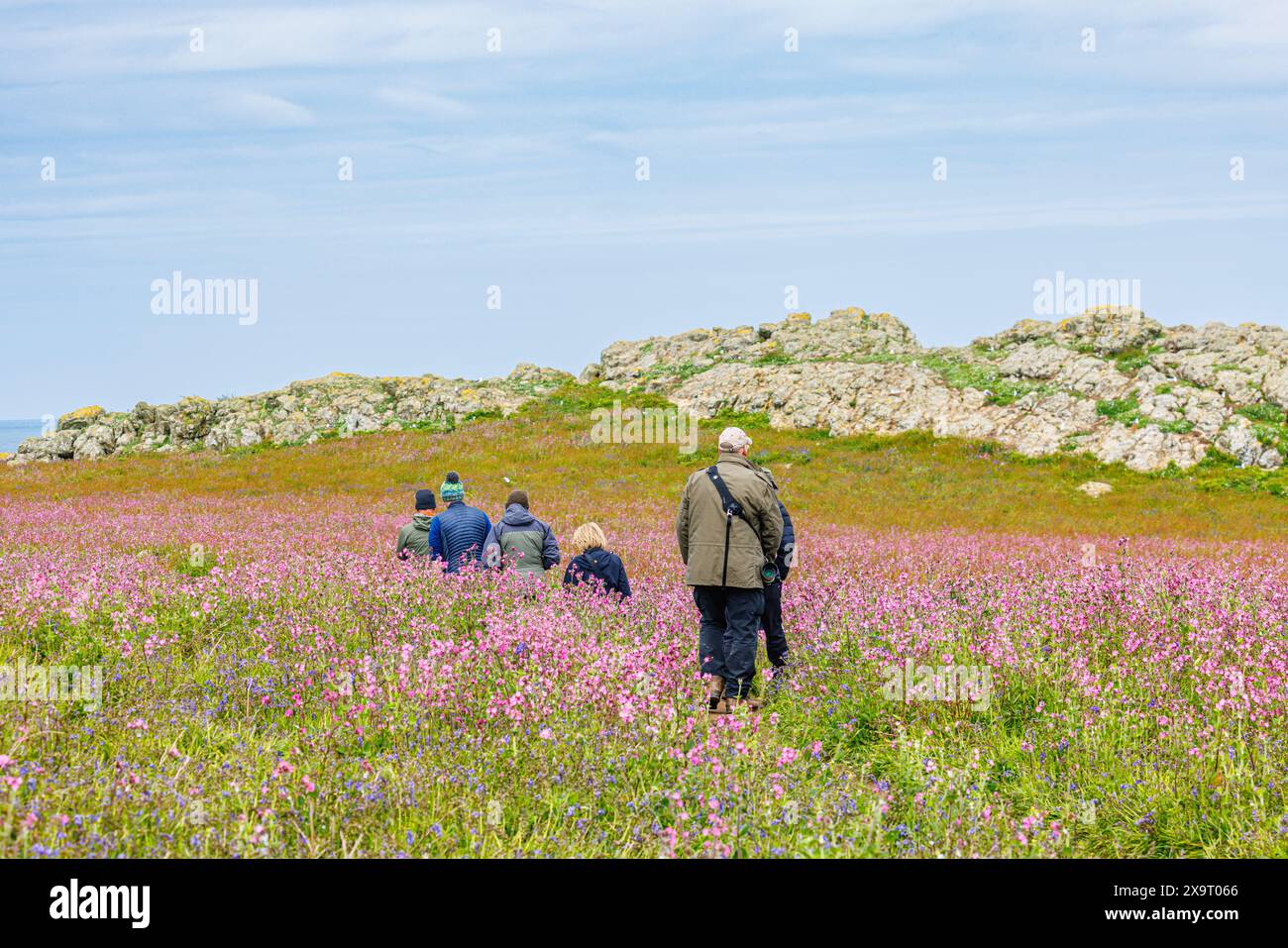 I visitatori camminano attraverso un tappeto di campion rosso rosa (Silene dioica) a Skomer, un'isola costiera del Pembrokeshire, Galles, Regno Unito, famosa per la fauna selvatica Foto Stock