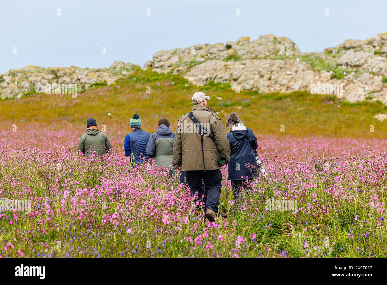 I visitatori camminano attraverso un tappeto di campion rosso rosa (Silene dioica) a Skomer, un'isola costiera del Pembrokeshire, Galles, Regno Unito, famosa per la fauna selvatica Foto Stock