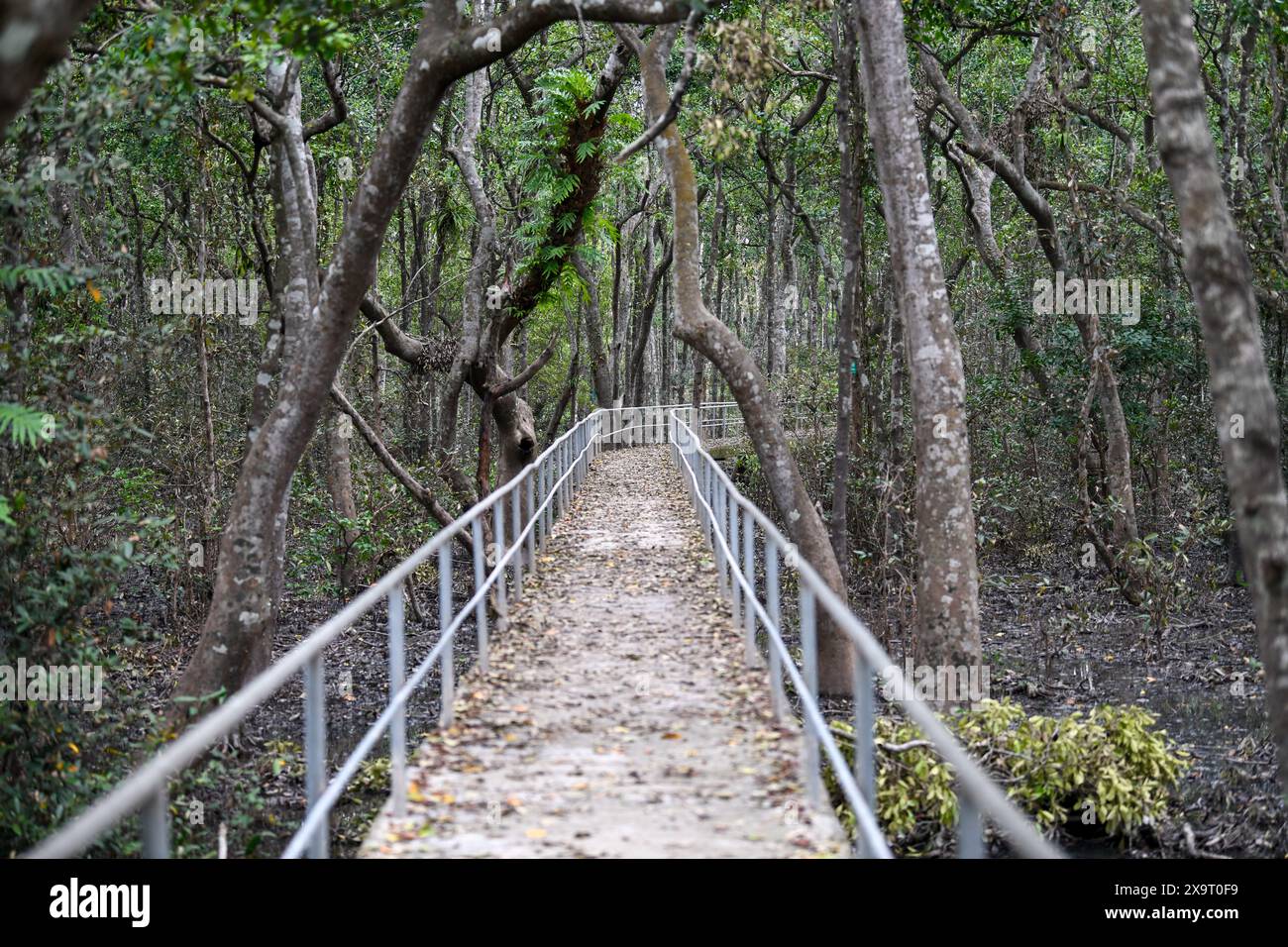 Cervi visti al Karamjal Wildlife Breeding & Tourism Center nel Sundarbans dopo la caduta del ciclone Remal, la più grande foresta naturale di mangrovie del mondo, a Khulna. Il ciclone Remal, che ha avuto origine nel Golfo del Bengala, ha colpito i distretti costieri meridionali del Bangladesh nella notte di domenica 26 maggio. Il ciclone ha portato con sé velocità devastanti del vento da 90 a 120 km/h, con conseguenti estese inondazioni e distruzione. I Sundarbans, una barriera naturale critica e sito patrimonio dell'umanità dell'UNESCO, hanno subito il peso dell'impatto del ciclone. Le acque alluvionali si innalzarono da tre a quattro piedi al di sopra della norma, s Foto Stock