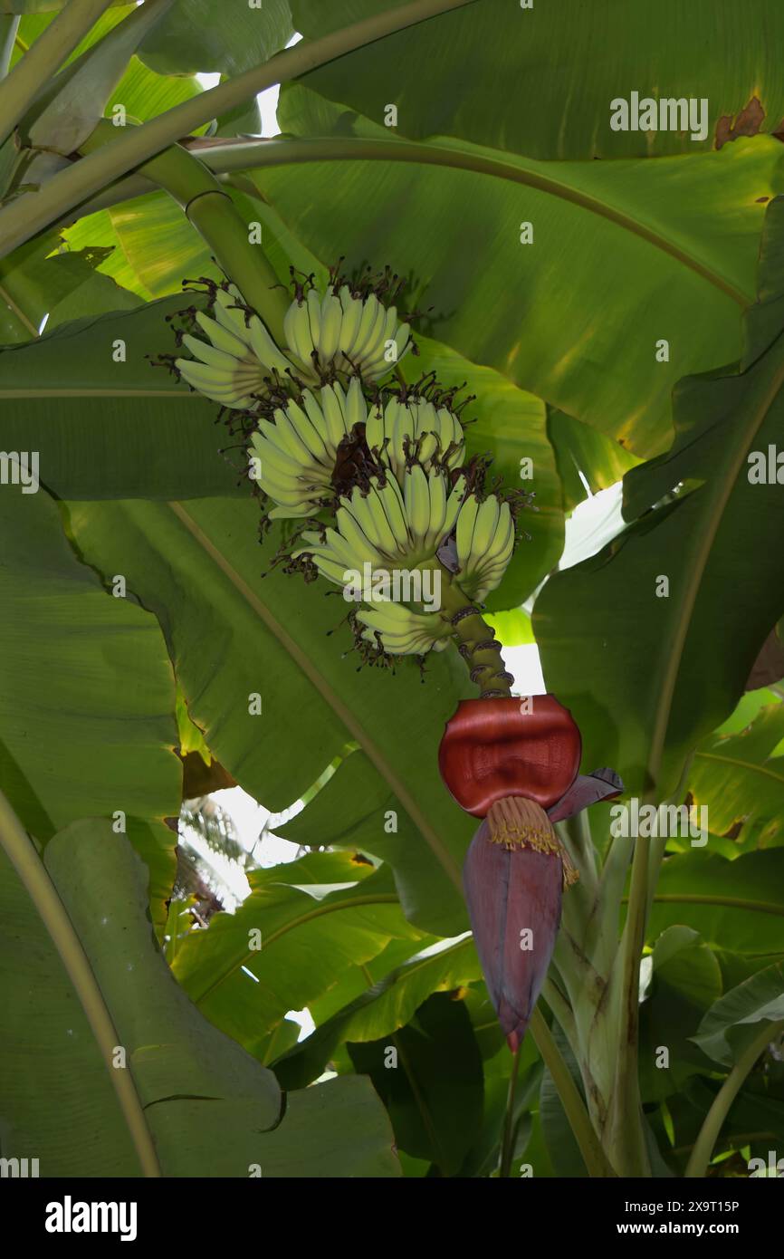 Banana Tree con frutta e fiore Foto Stock