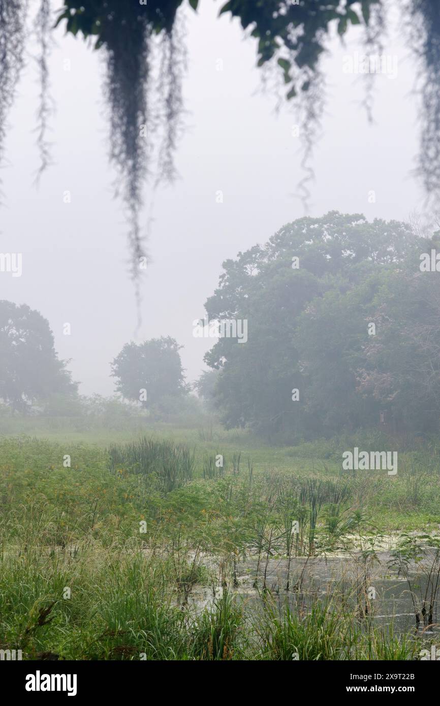 Mattinata in un lago, Brazos Bend State Park, Texas, Stati Uniti Foto Stock