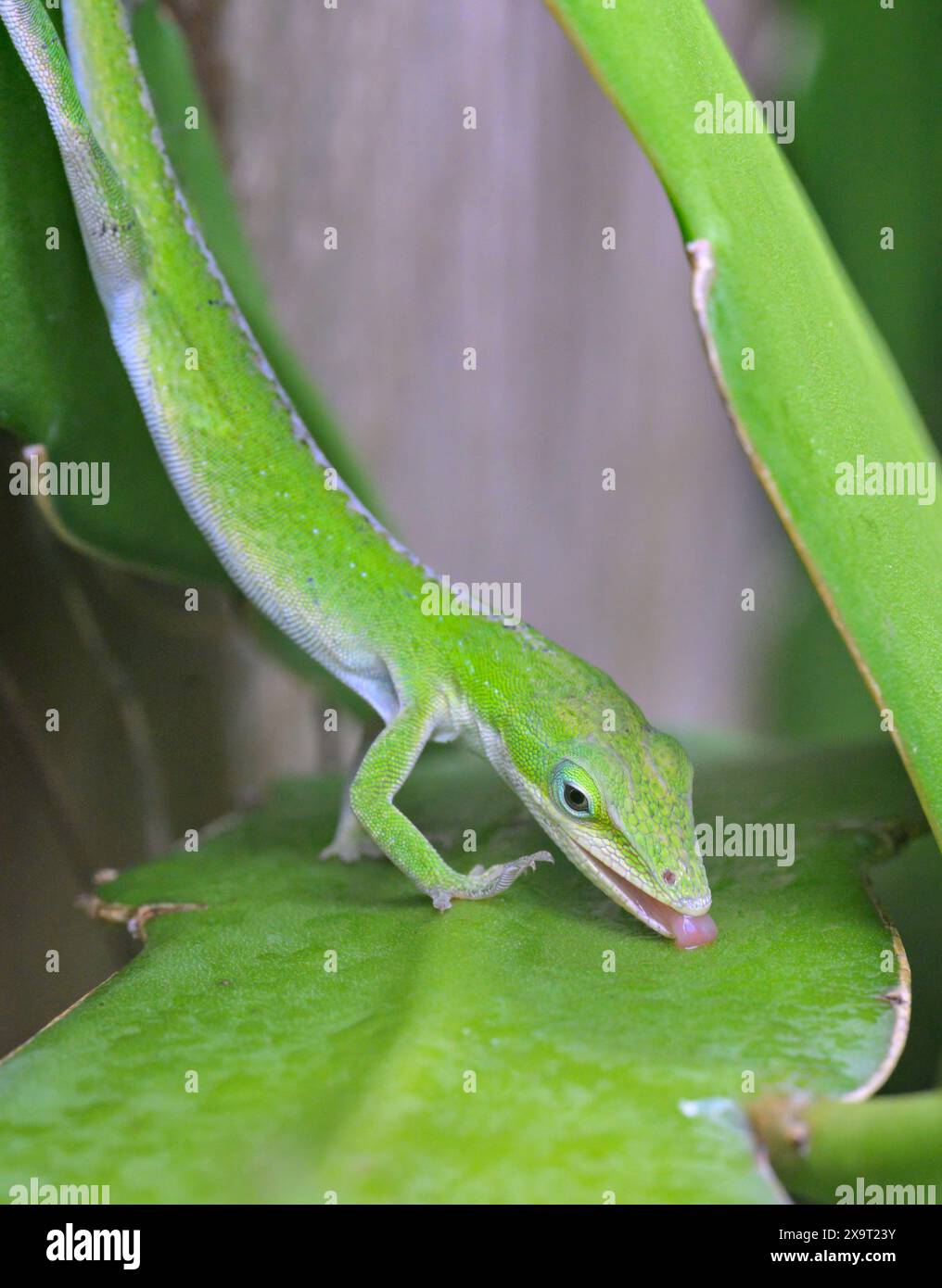 Lucertola anolica verde (Anolis carolinensis) che lecca gocce di pioggia da un cactus, Galveston Island, Texas, USA. Foto Stock