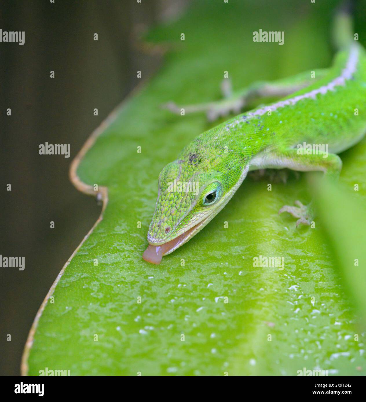 Lucertola anolica verde (Anolis carolinensis) che lecca gocce di pioggia da un cactus, Galveston Island, Texas, USA. Foto Stock