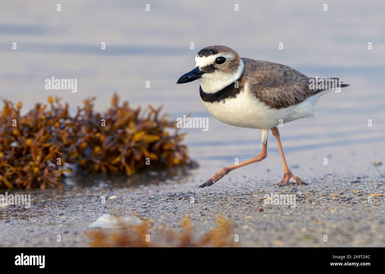 Wilson's plover (Anarhynchus wilsonia) camminando la sera lungo la spiaggia dell'oceano tra le paludi di alghe Sargassum, Galveston, Texas, Stati Uniti. Foto Stock