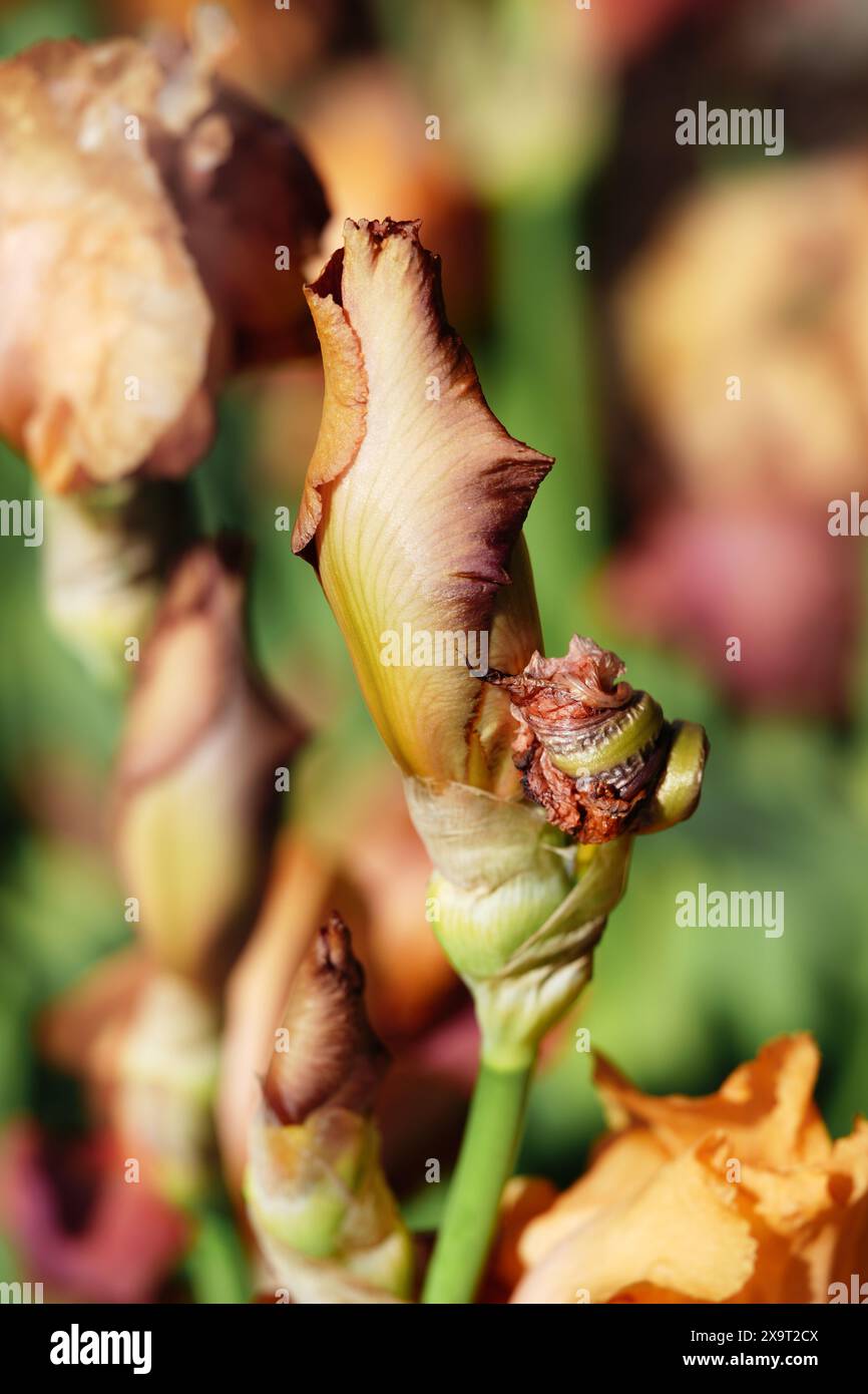 Iris Bud con barba di arancio e rame "Lovely Señorita" Foto Stock