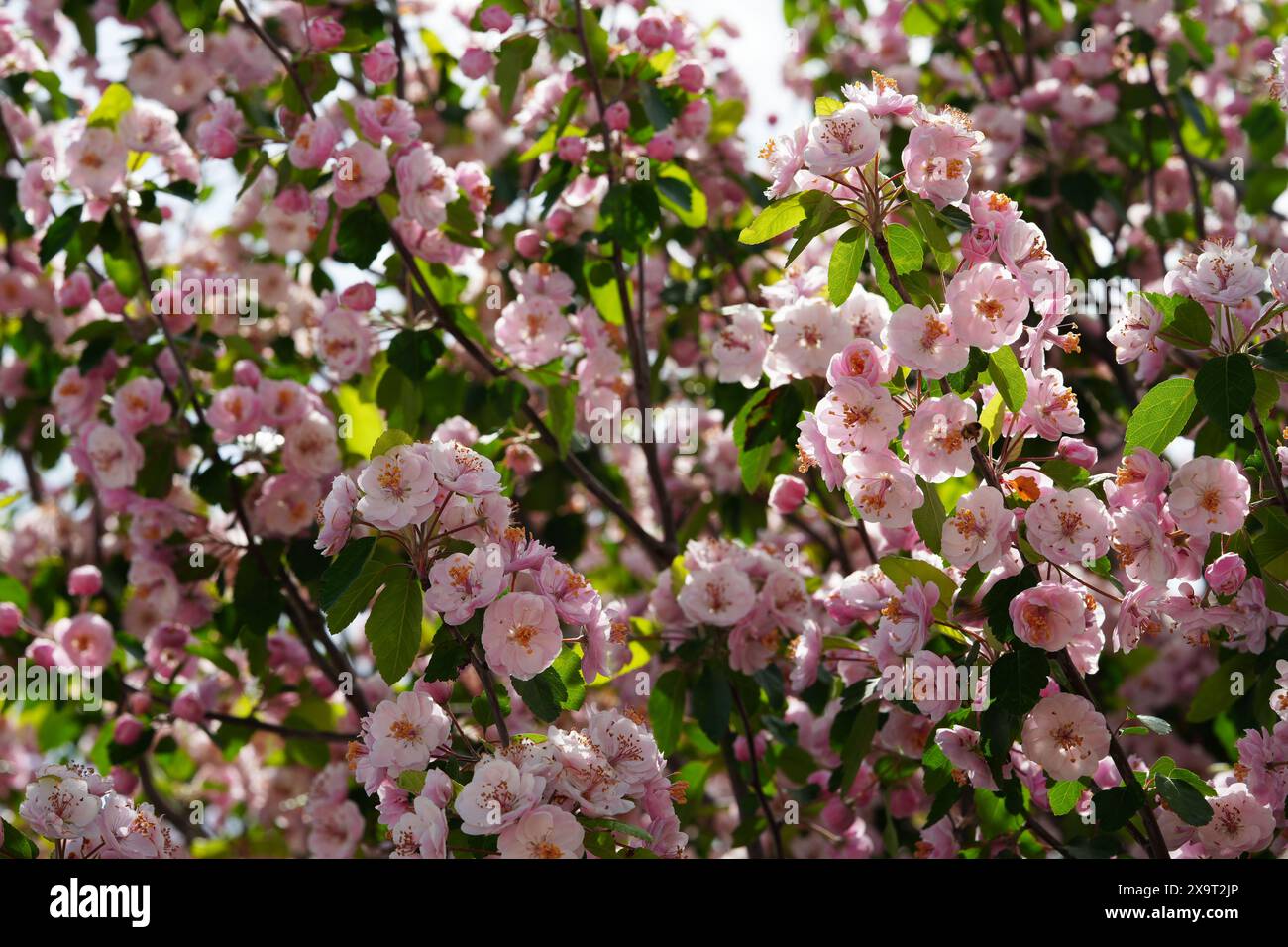 Fiori di Crabapple rosa "Brandywine" Foto Stock
