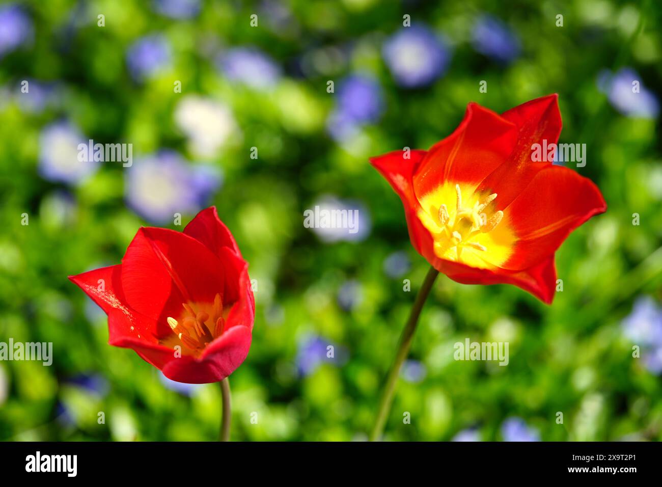 Apertura dei tulipani di Red Didier Foto Stock