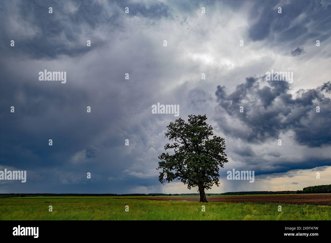 Bella quercia verde in un campo di nuvole strutturate Foto Stock