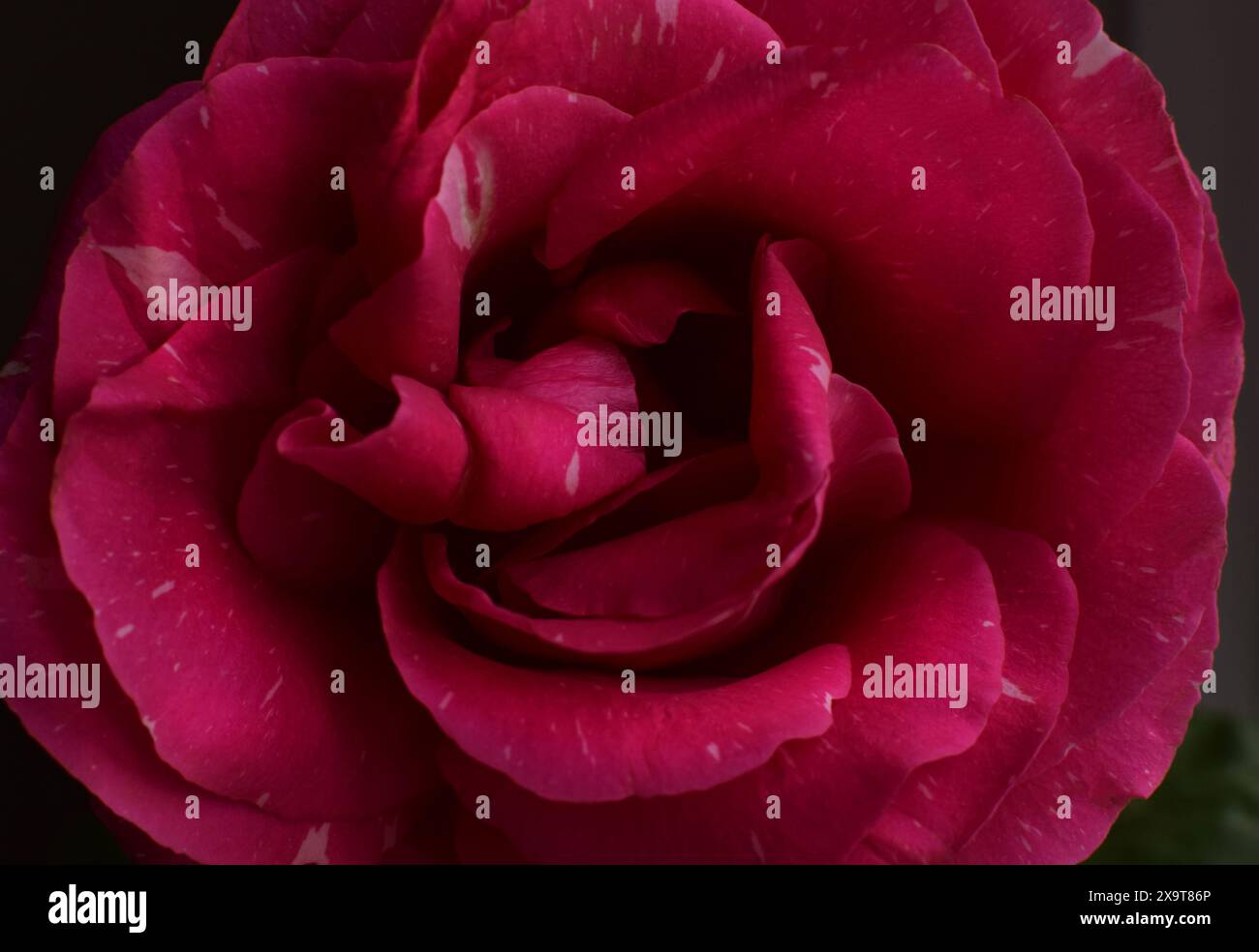 Rosa scuro grande primo piano in piena fioritura Foto Stock