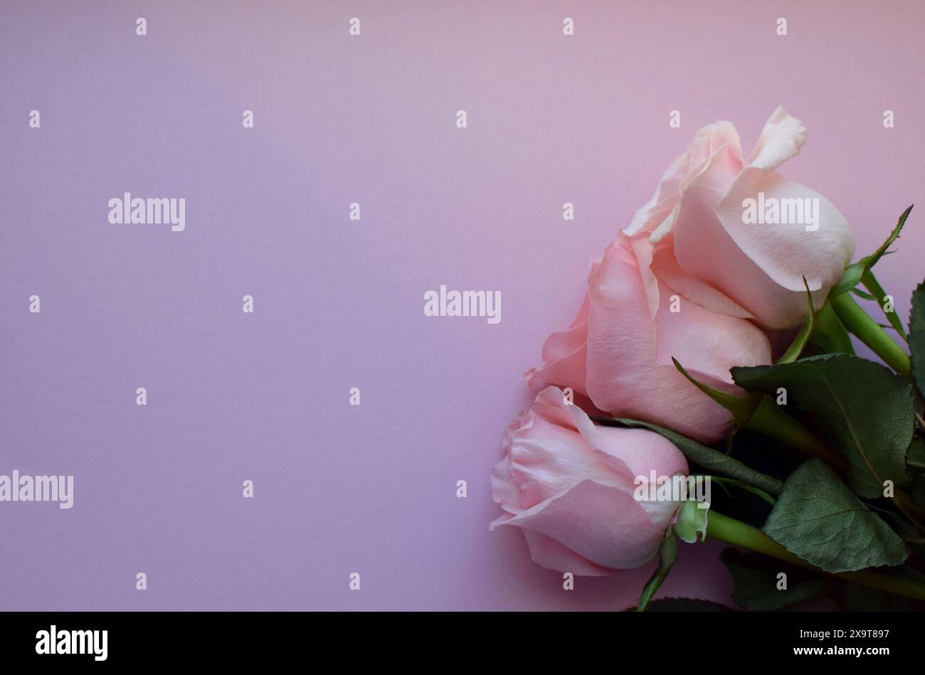 Bouquet di tre rose rosa, bellissime rose in tonalità pastello. Copia spazi. Foto Stock