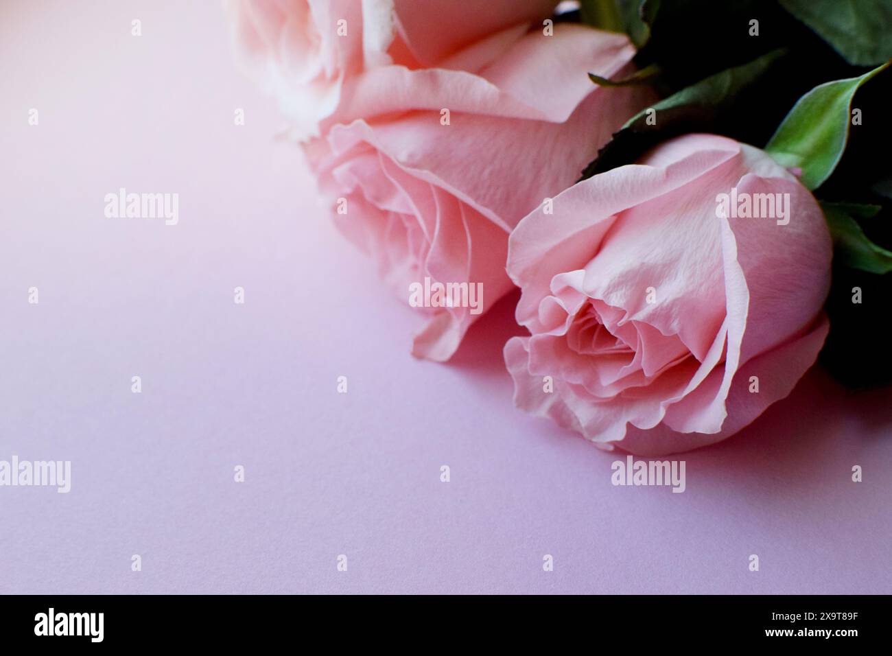 Bouquet di tre rose rosa, bellissime rose in tonalità pastello. Copia spazi. Foto Stock