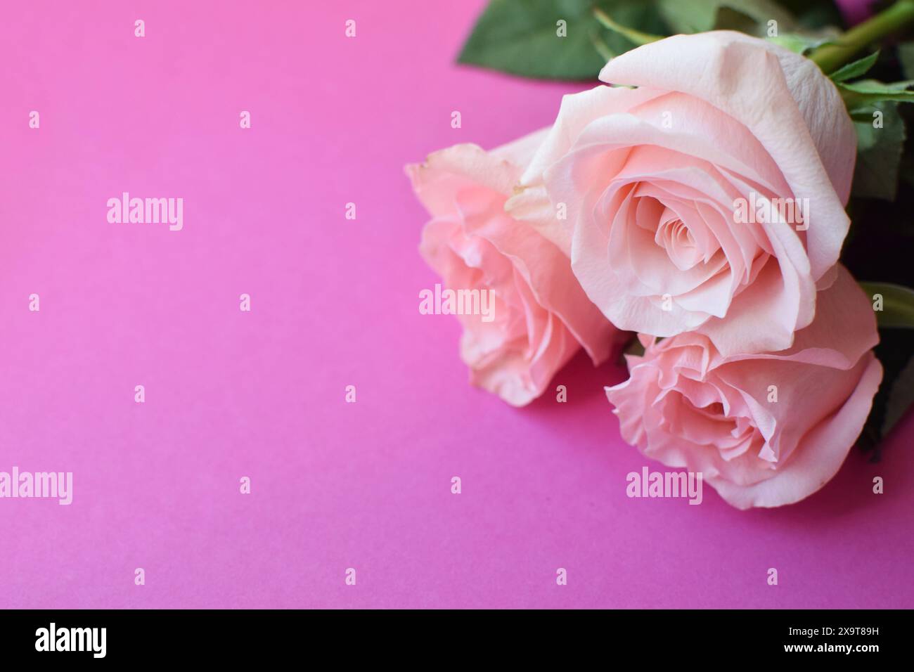 Bouquet di tre rose rosa, bellissime rose in tonalità pastello su sfondo rosa. Copia spazi. Foto Stock