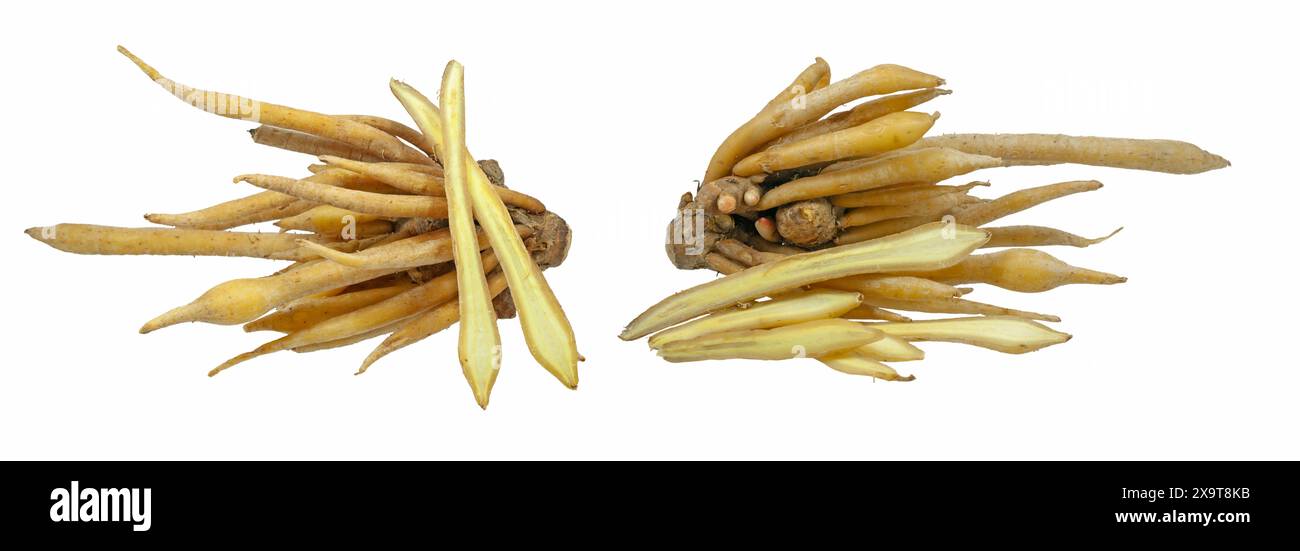 Radice di dito o zenzero cinese isolato su sfondo bianco. Foto Stock