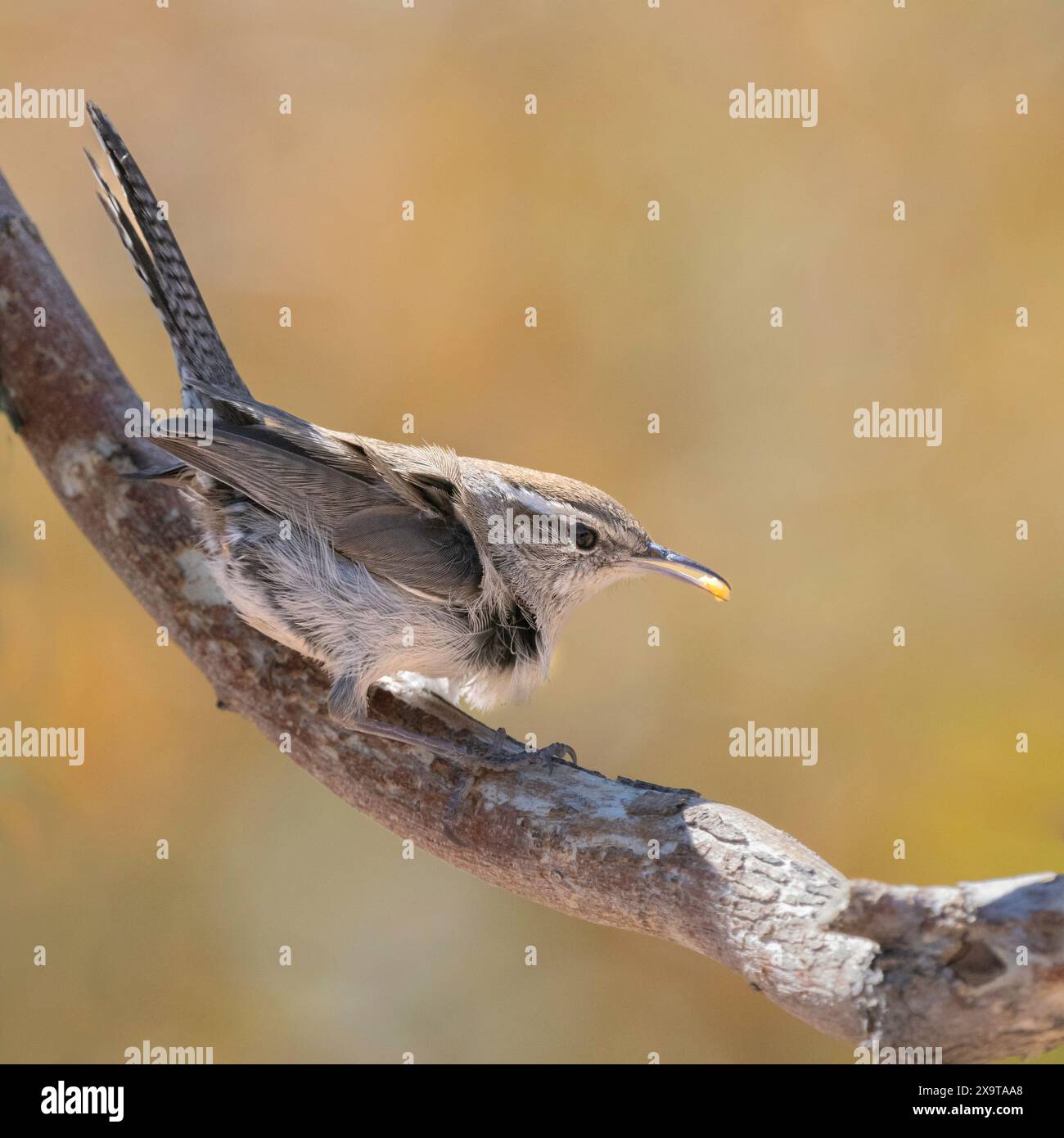 Little Bewick's Wren in Arizona Foto Stock