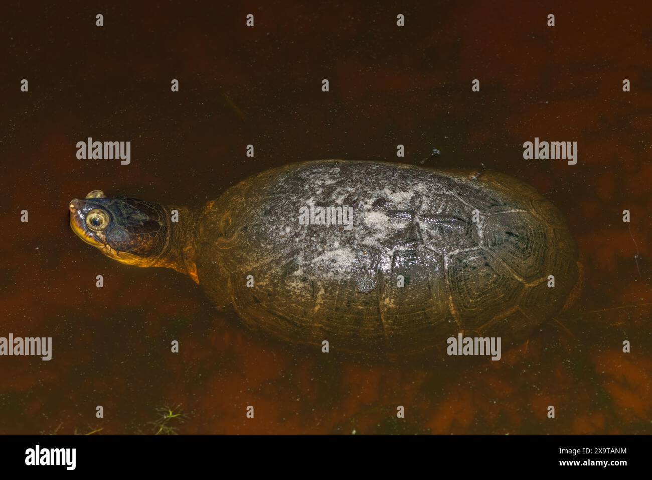Una graziosa terrapin palude (Pelomedusa subrufa), nota anche come tartaruga africana con elmetto, tartaruga coccodrillo o tartaruga africana con collo laterale Foto Stock