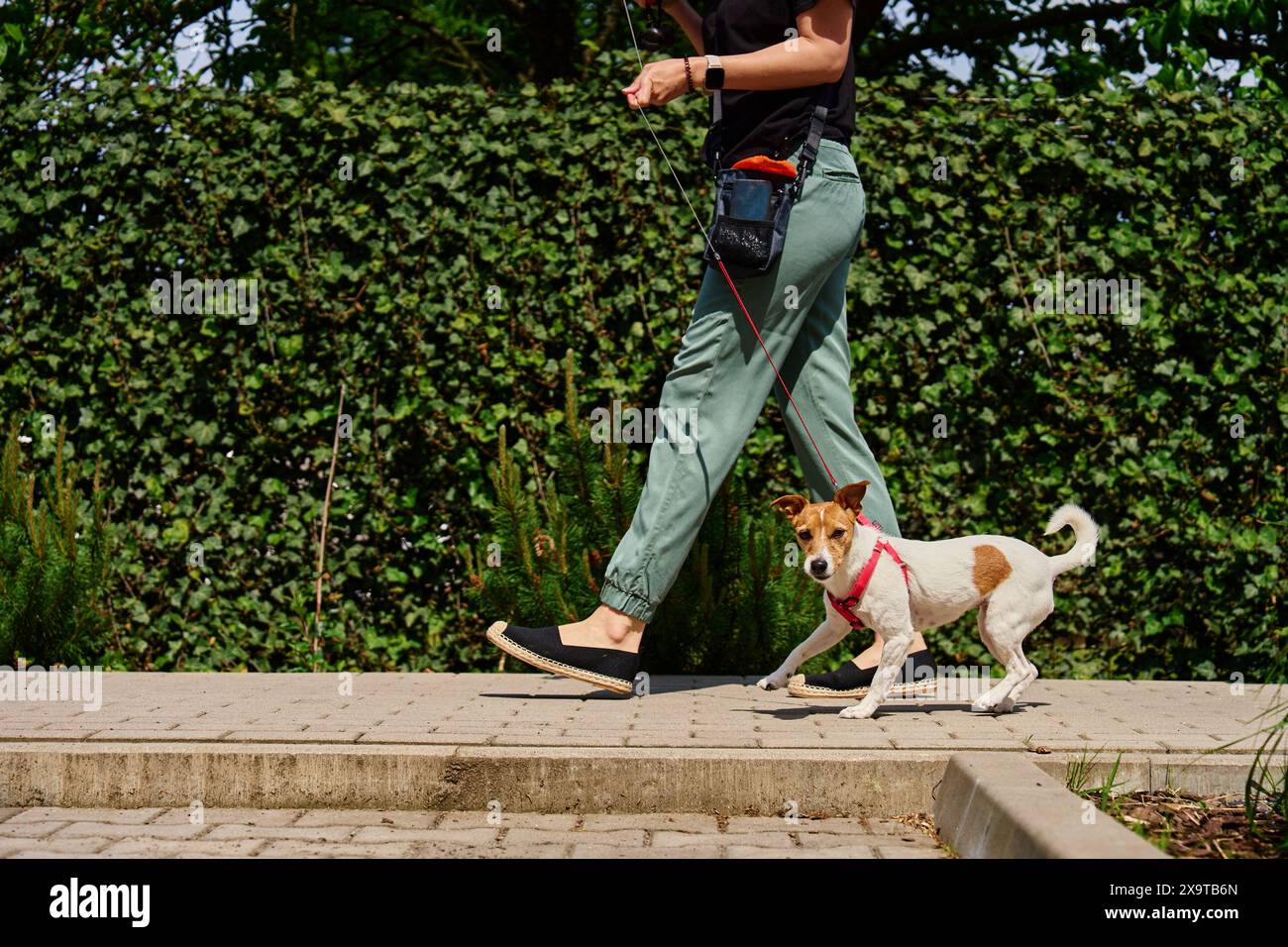 Cane che tira il guinzaglio mentre cammina nelle giornate di sole. La donna conduce il suo animale domestico al guinzaglio sul marciapiede. Cattivo comportamento del cane durante una passeggiata Foto Stock