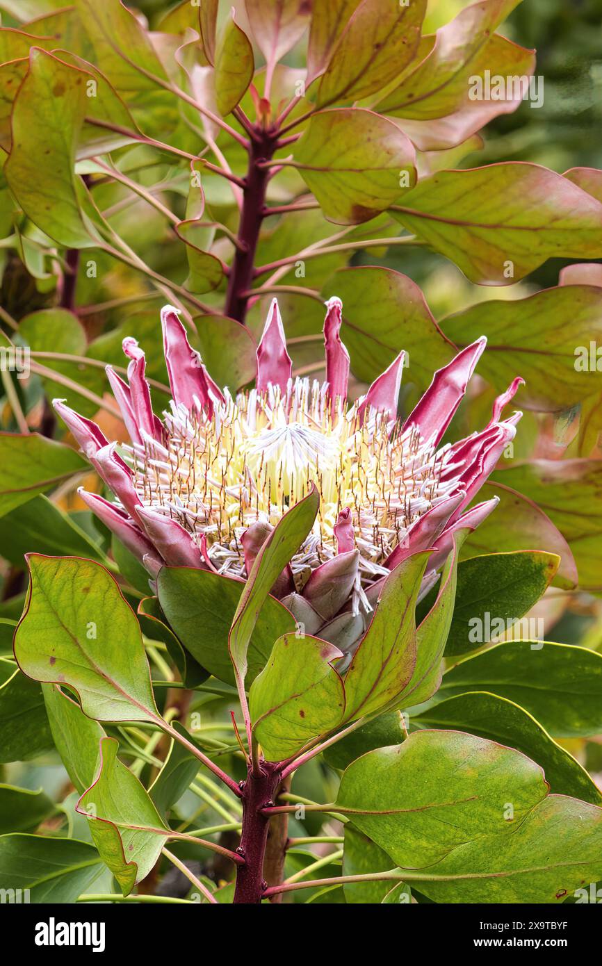 Fiore di protea rosa su sfondo verde sfocato. Foto Stock