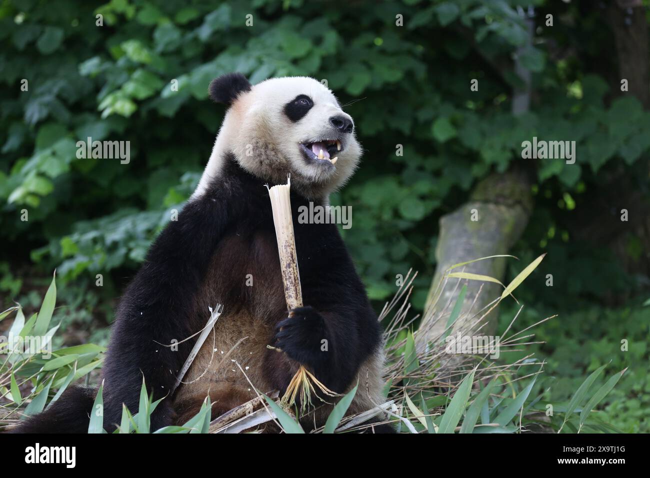 Brugelette, Belgio. 2 giugno 2024. Il panda gigante Tian Bao è raffigurato allo zoo Pairi Daiza di Brugelette, Belgio, 2 giugno 2024. Lo zoo belga Pairi Daiza ha celebrato l'ottavo compleanno del panda gigante Tian Bao domenica. Crediti: Zhao Dingzhe/Xinhua/Alamy Live News Foto Stock