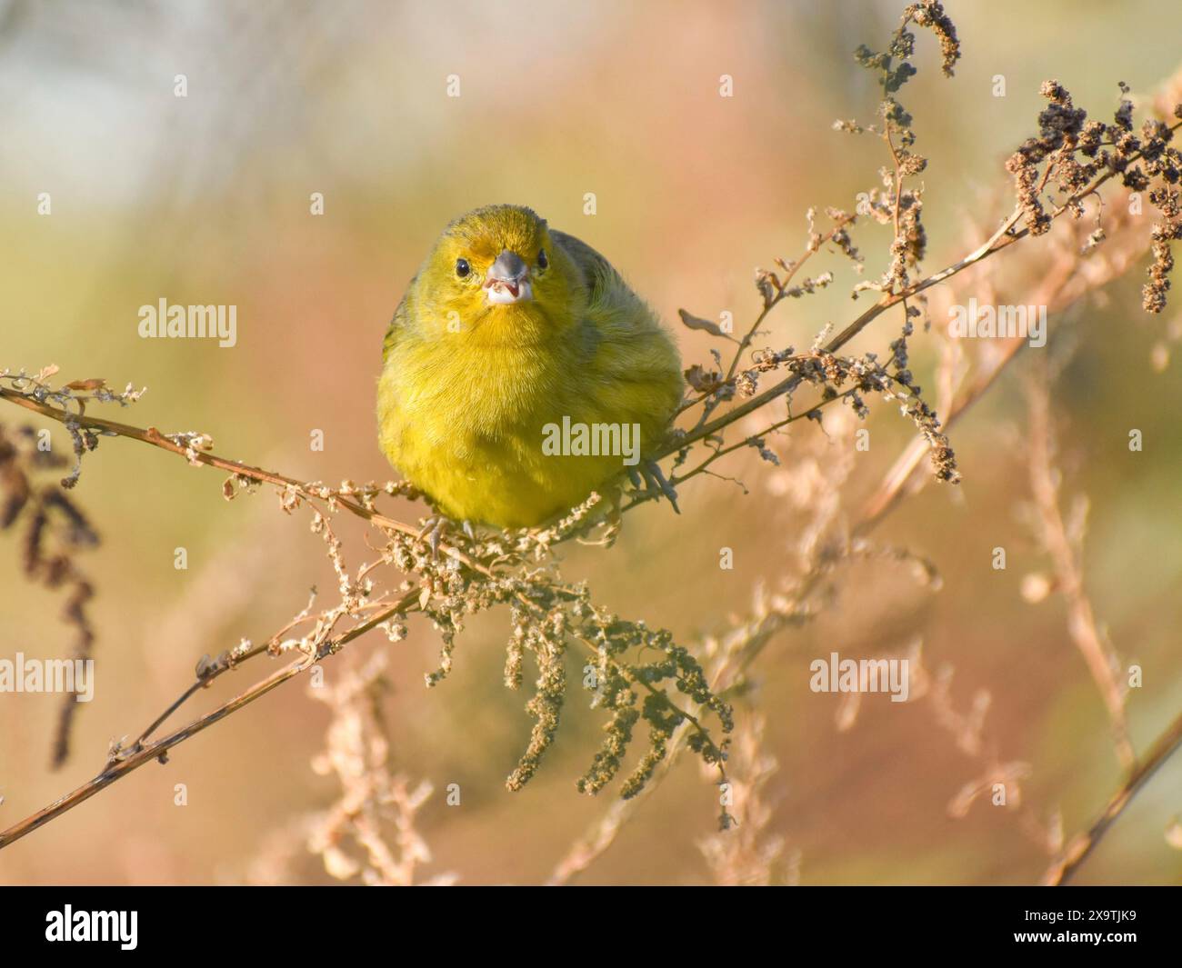 Zafferano vivente libero (Sicalis flaveola) o zafferano maschile, visto a Buenos Aires, Argentina Foto Stock