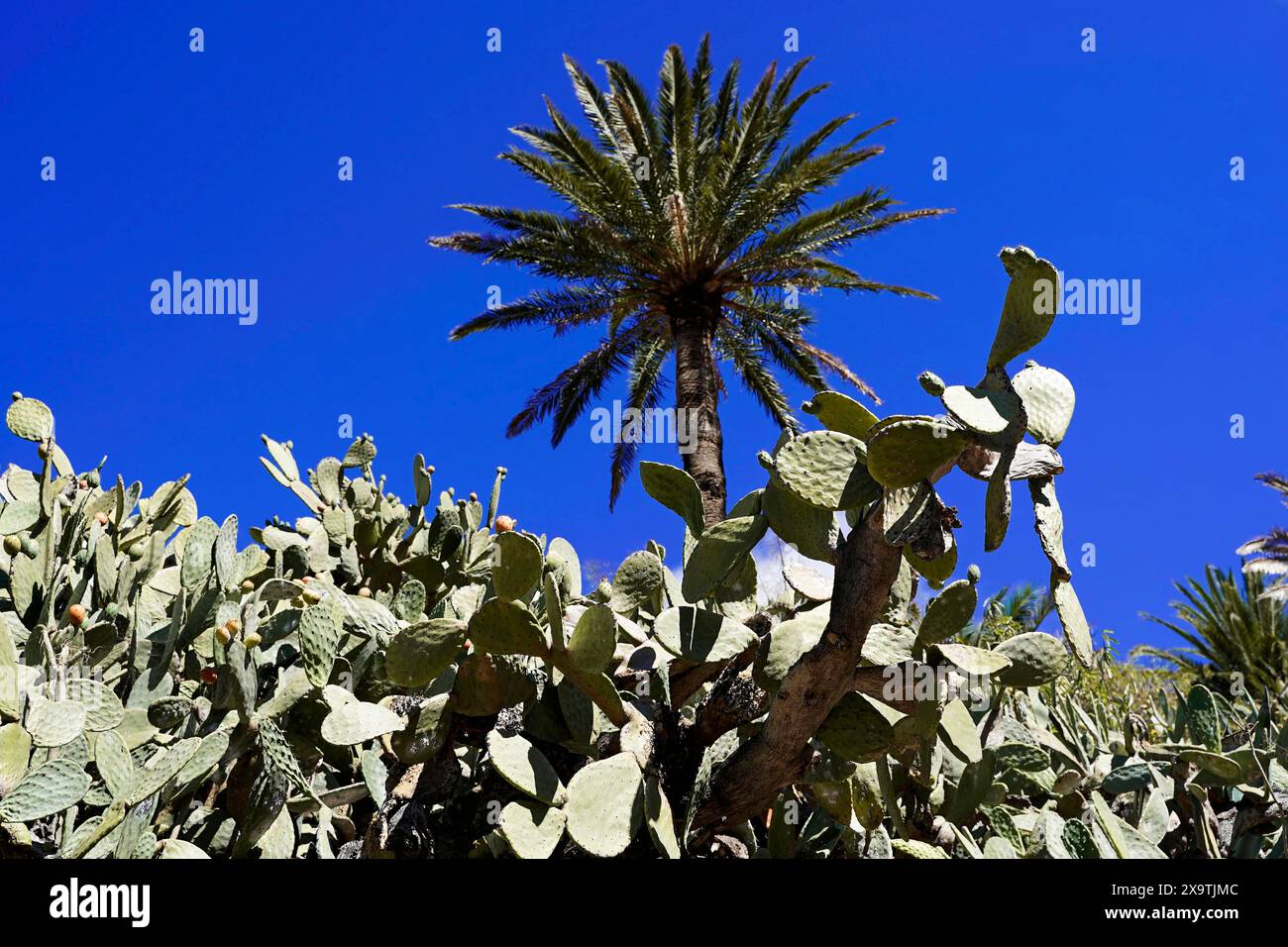 Villaggio di montagna Masca, Gola di Masca, Montagne Montana Teno, Tenerife, Isole Canarie, Spagna, Europa, palme e cactus in un blu chiaro e profondo Foto Stock