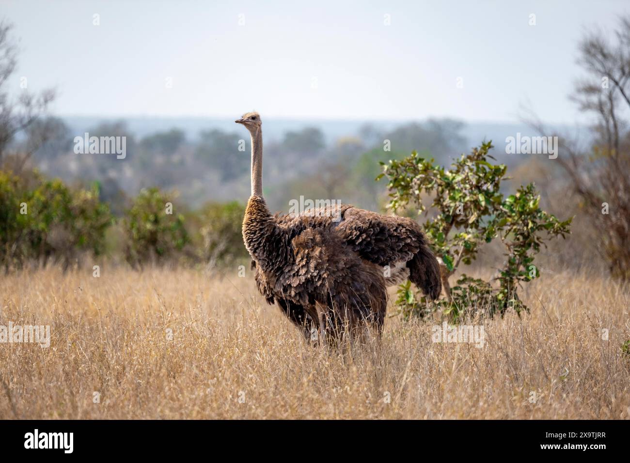 Struzzo comune (Struthio camelus), femmina adulta, in erba secca, Parco nazionale Kruger, Sudafrica Foto Stock