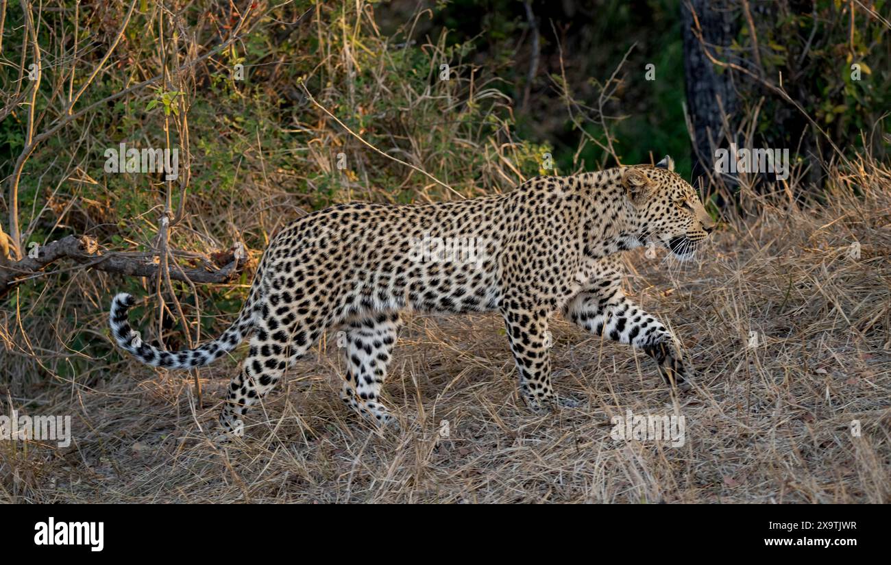 Leopardo (Panthera pardus) che attraversa l'erba secca, adulti, Kruger National Park, Sudafrica Foto Stock