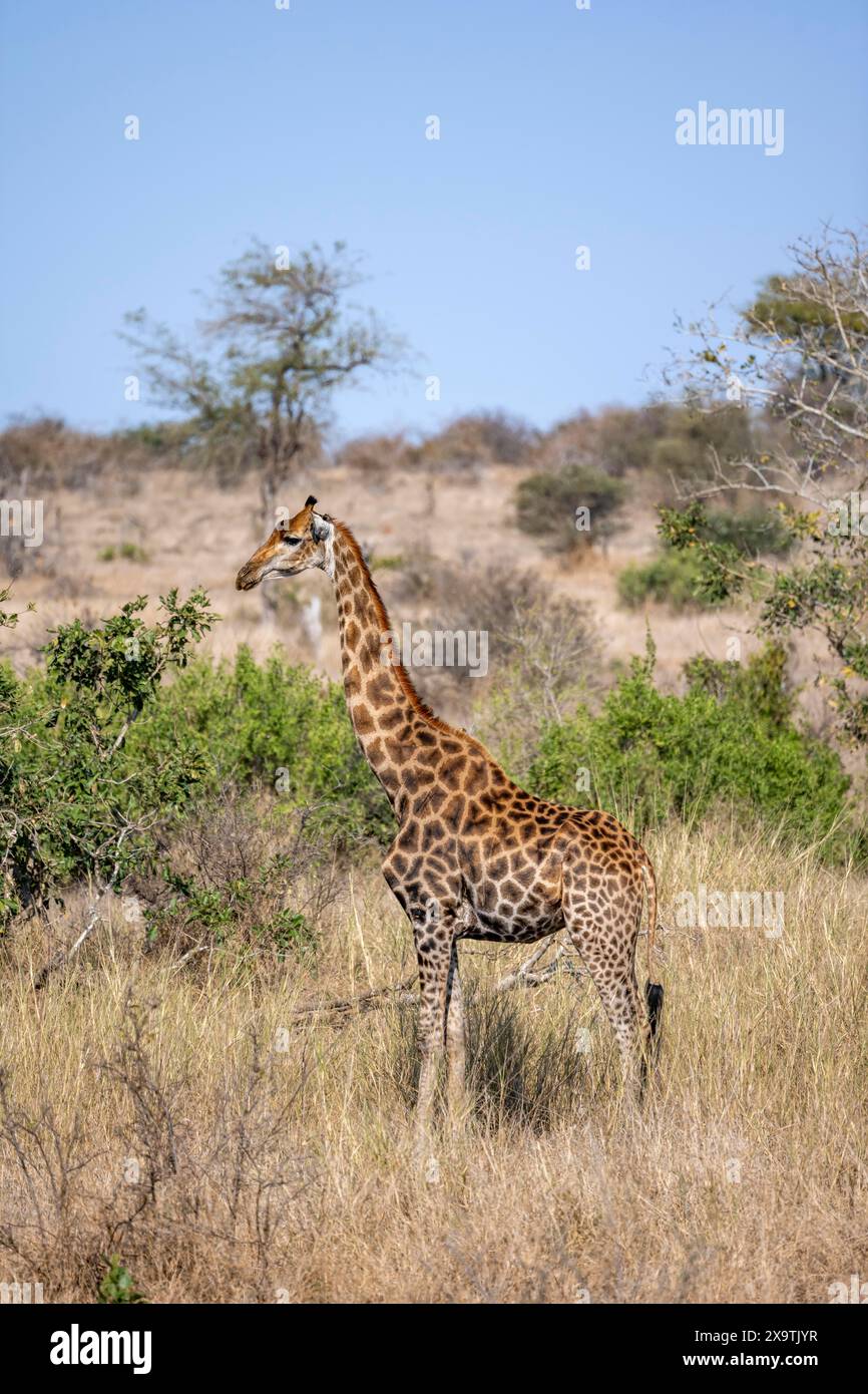 Giraffa meridionale (giraffa giraffa), savana africana, Kruger National Park, Sudafrica Foto Stock