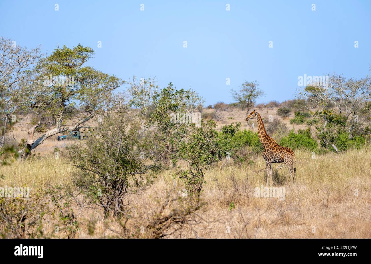 Giraffa meridionale (giraffa giraffa), savana africana, Kruger National Park, Sudafrica Foto Stock