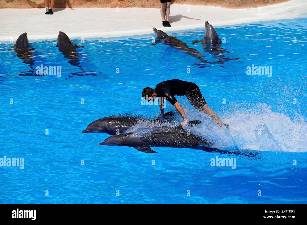 Loro Parque, Puerto de la Cruz, Santa Cruz de Tenerife, Tenerife, Isole Canarie, Spagna, Europa, un istruttore cavalca due delfini che nuotano in una piscina e. Foto Stock