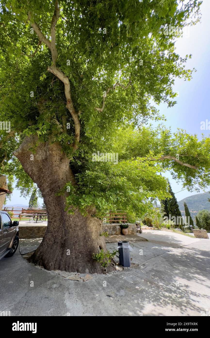 Antico gigante piano orientale (Platanus orientalis) platano orientale di fronte all'ingresso Tor Tor Tor del monastero ortodosso orientale di Ayios Antonios Foto Stock