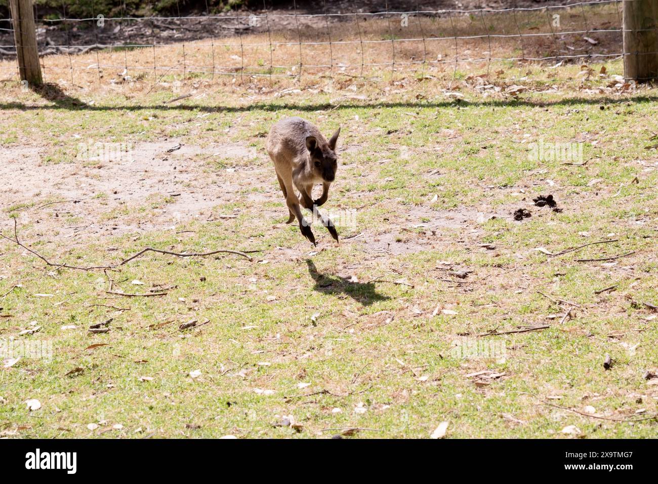 Il canguro-Isola Kangaroo joey ha un corpo marrone chiaro con una pancia bianca sotto. Hanno anche piedi e zampe neri Foto Stock