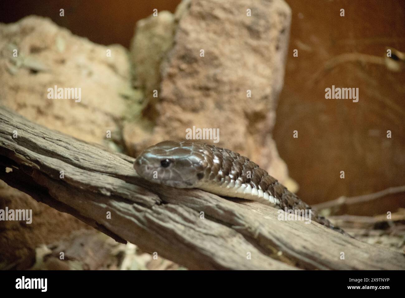 Il serpente tigre è un serpente grande e altamente velenoso dell’Australia meridionale, Foto Stock