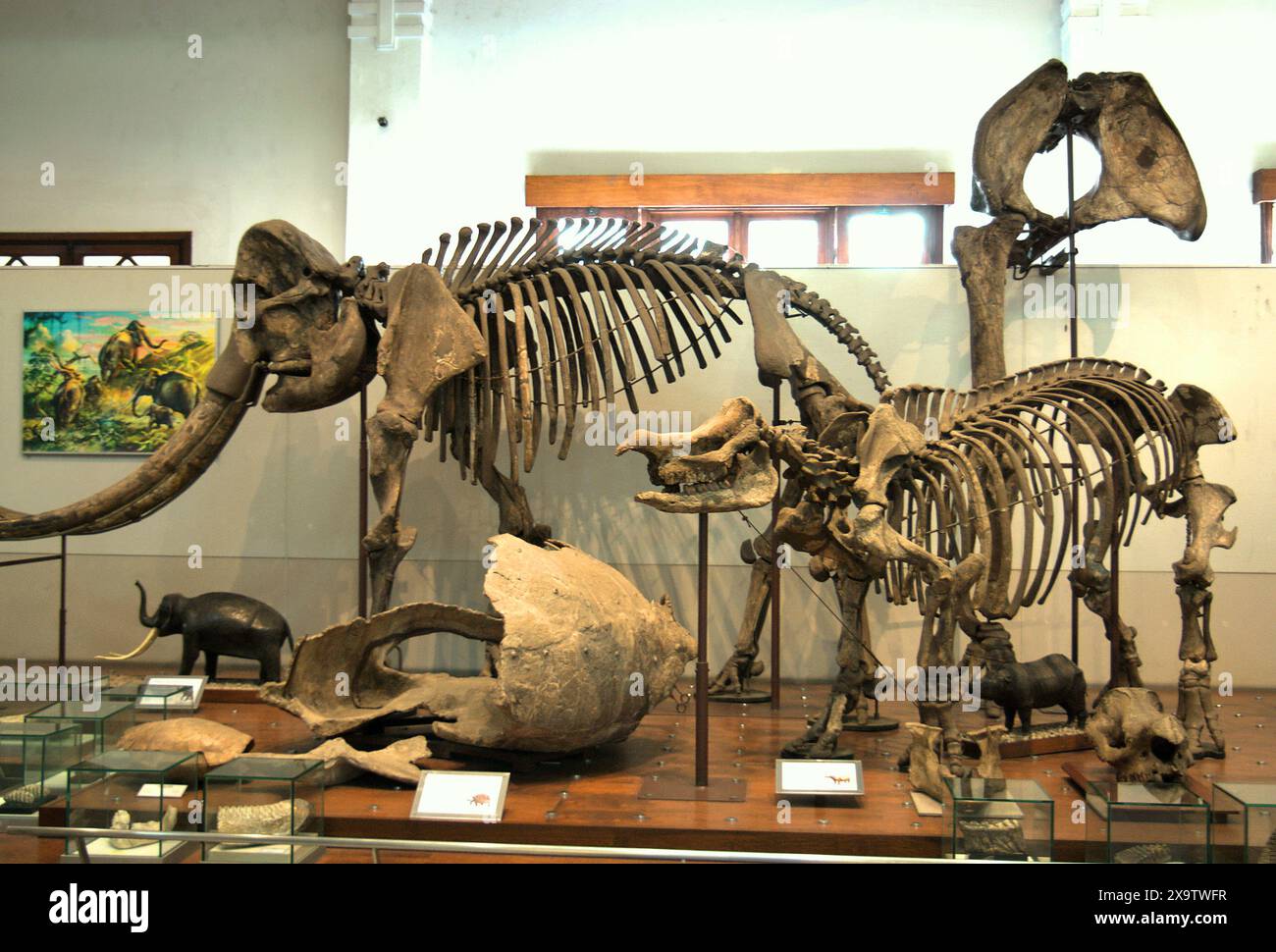 Mostra di megafauna estinta ricostruita al Museo Geologi (Museo di Geologia) a Bandung, Giava Occidentale, Indonesia. Foto Stock