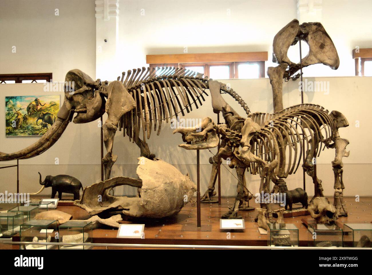 Mostra di megafauna estinta ricostruita al Museo Geologi (Museo di Geologia) a Bandung, Giava Occidentale, Indonesia. Foto Stock