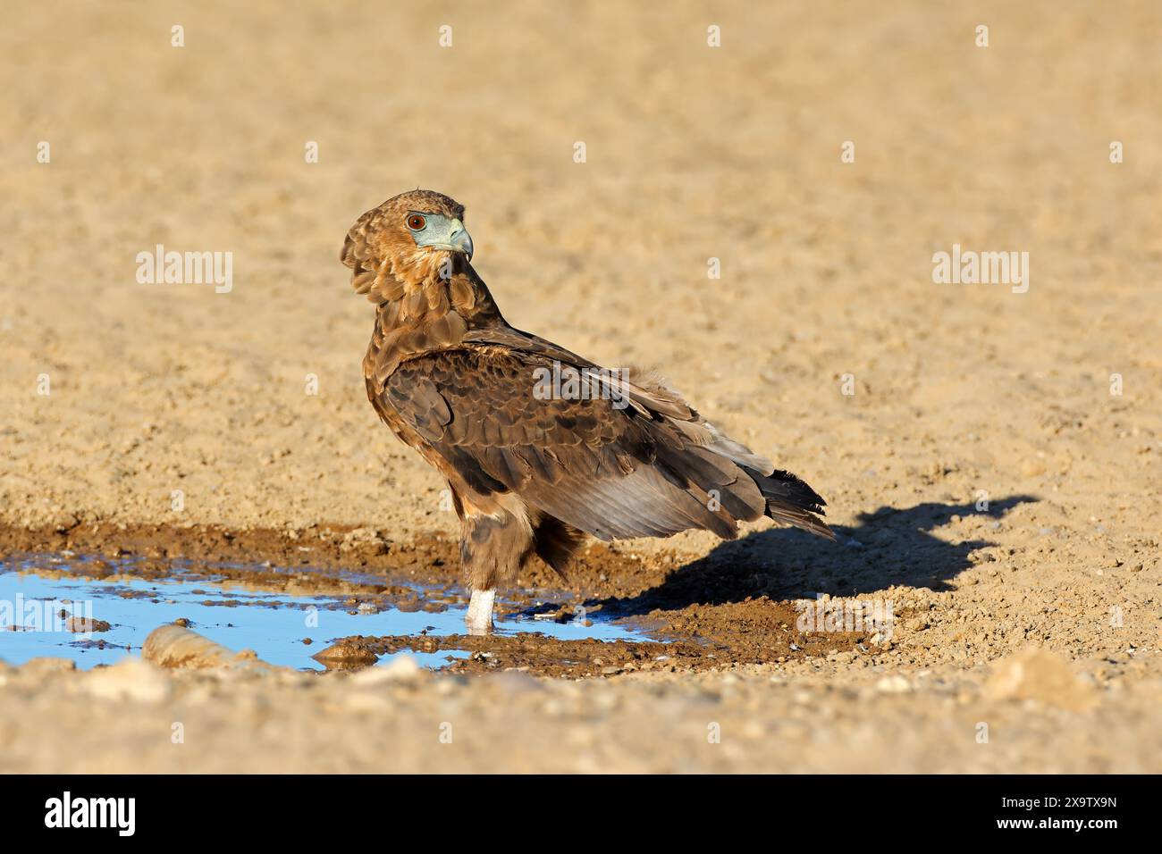 Aquila bateleur immatura (Terathopius ecaudatus) in una pozza d'acqua, deserto del Kalahari, Sudafrica Foto Stock