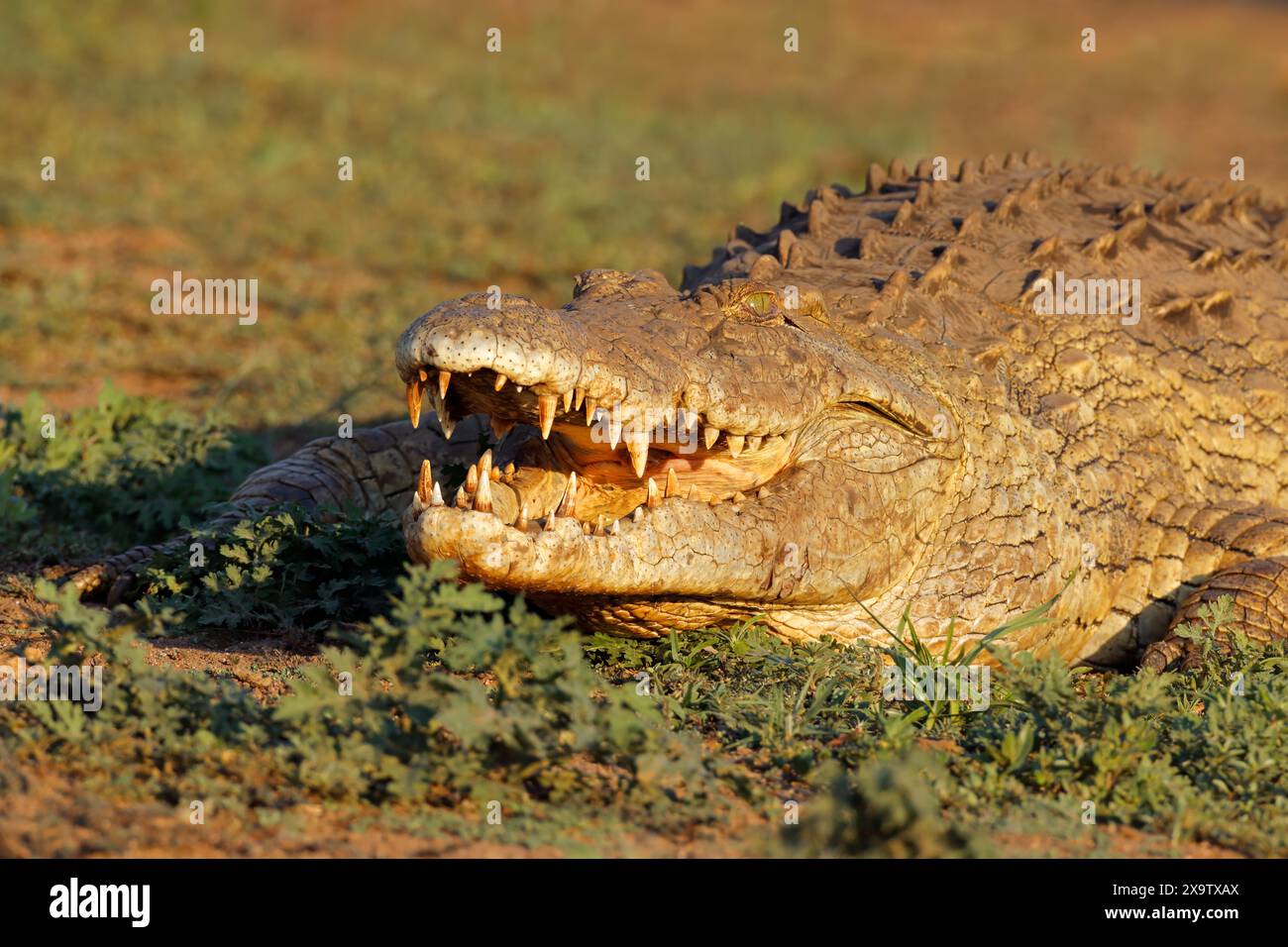 Ritratto di un grande coccodrillo del Nilo (Crocodylus niloticus) con mascelle aperte, Parco Nazionale Kruger, Sud Africa Foto Stock