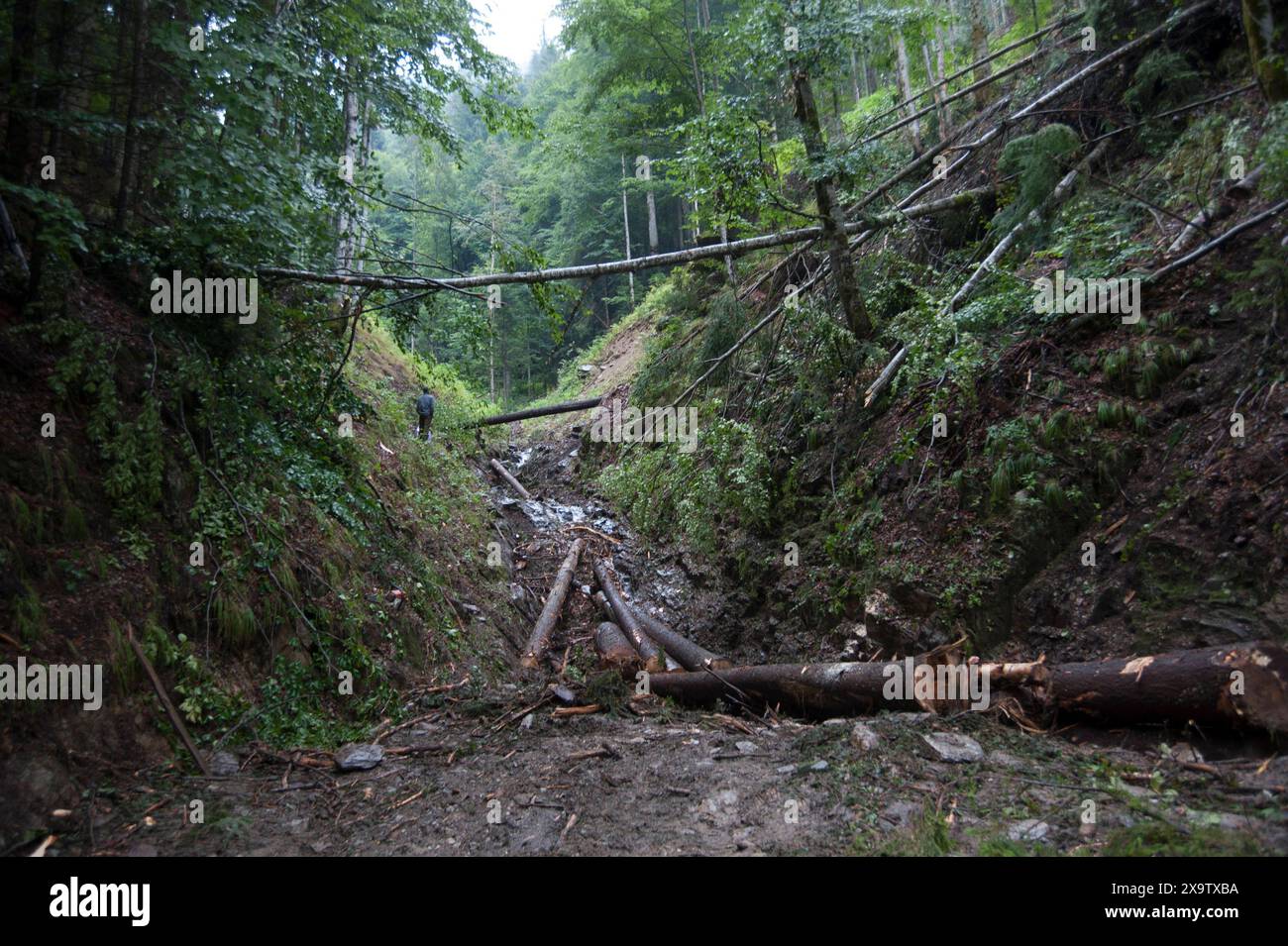 agricoltura alpina su un pascolo di montagna, agricoltura sulle alpi agricoltura alpina su un pascolo di montagna Foto Stock